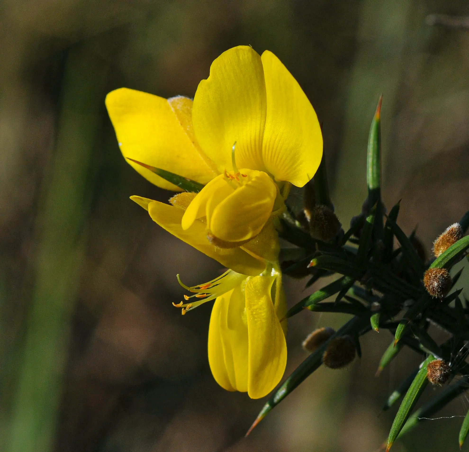 Ulex europaeus L.