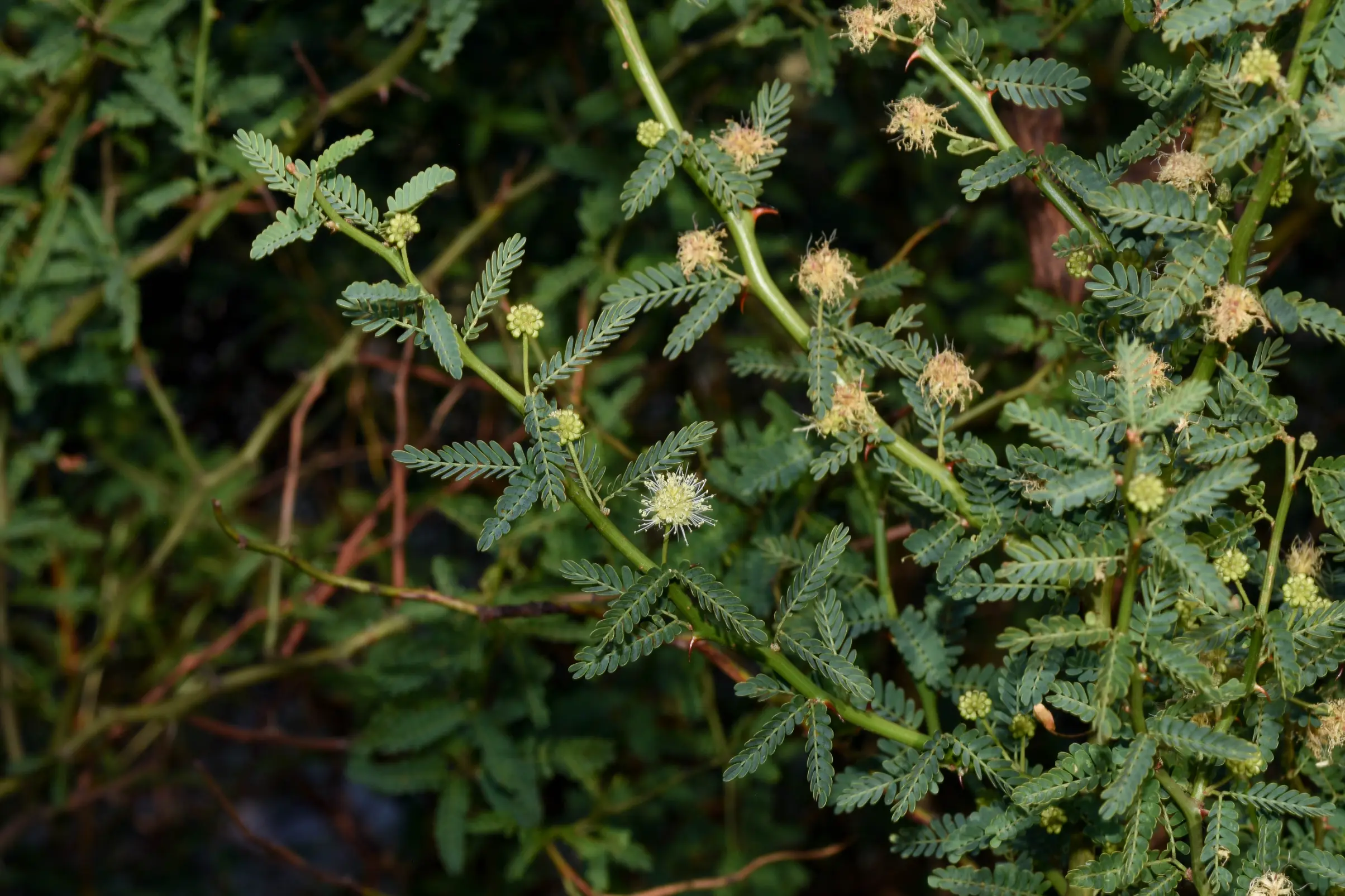 Mimosa ostenii Speg. ex Burkart