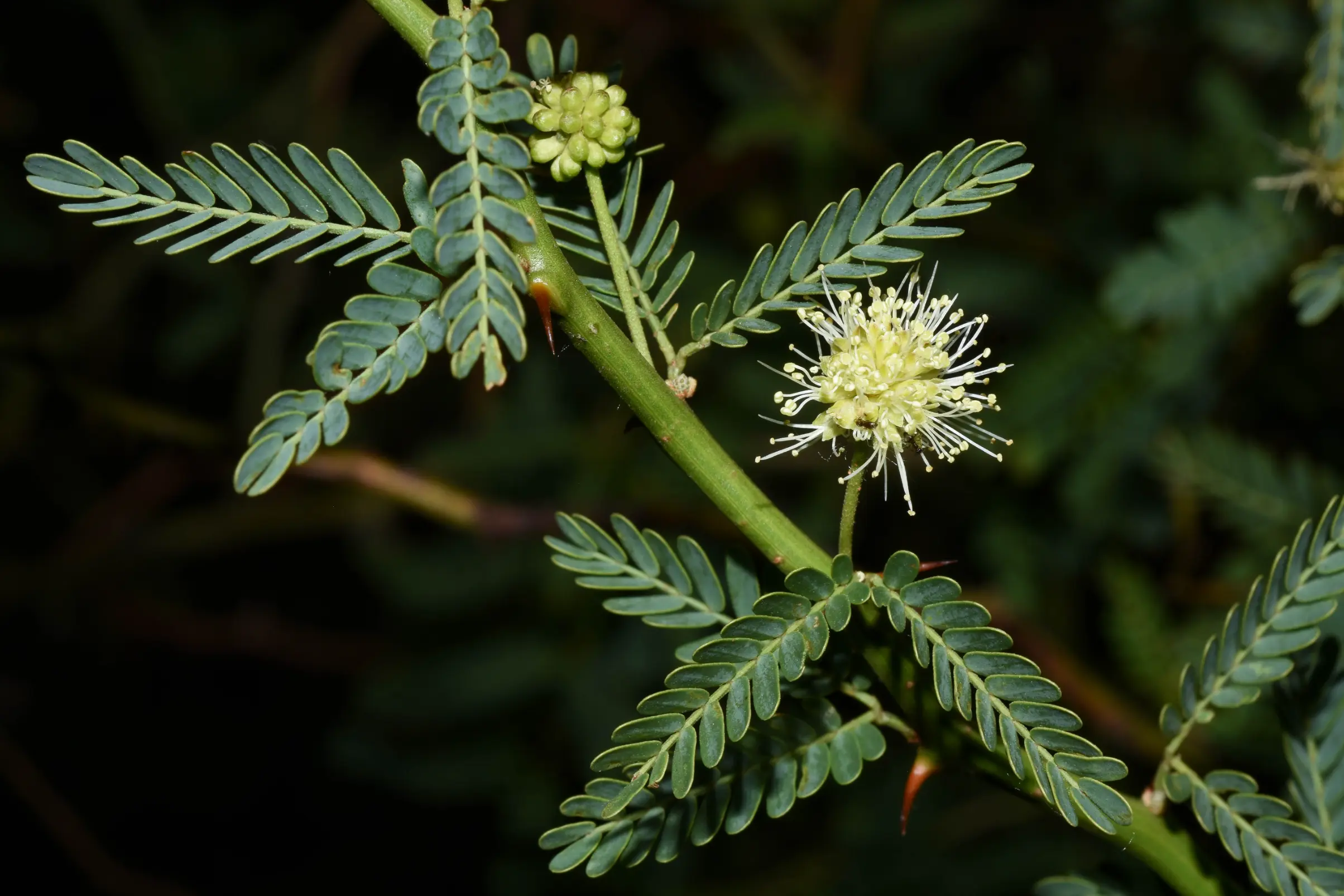 Mimosa ostenii Speg. ex Burkart