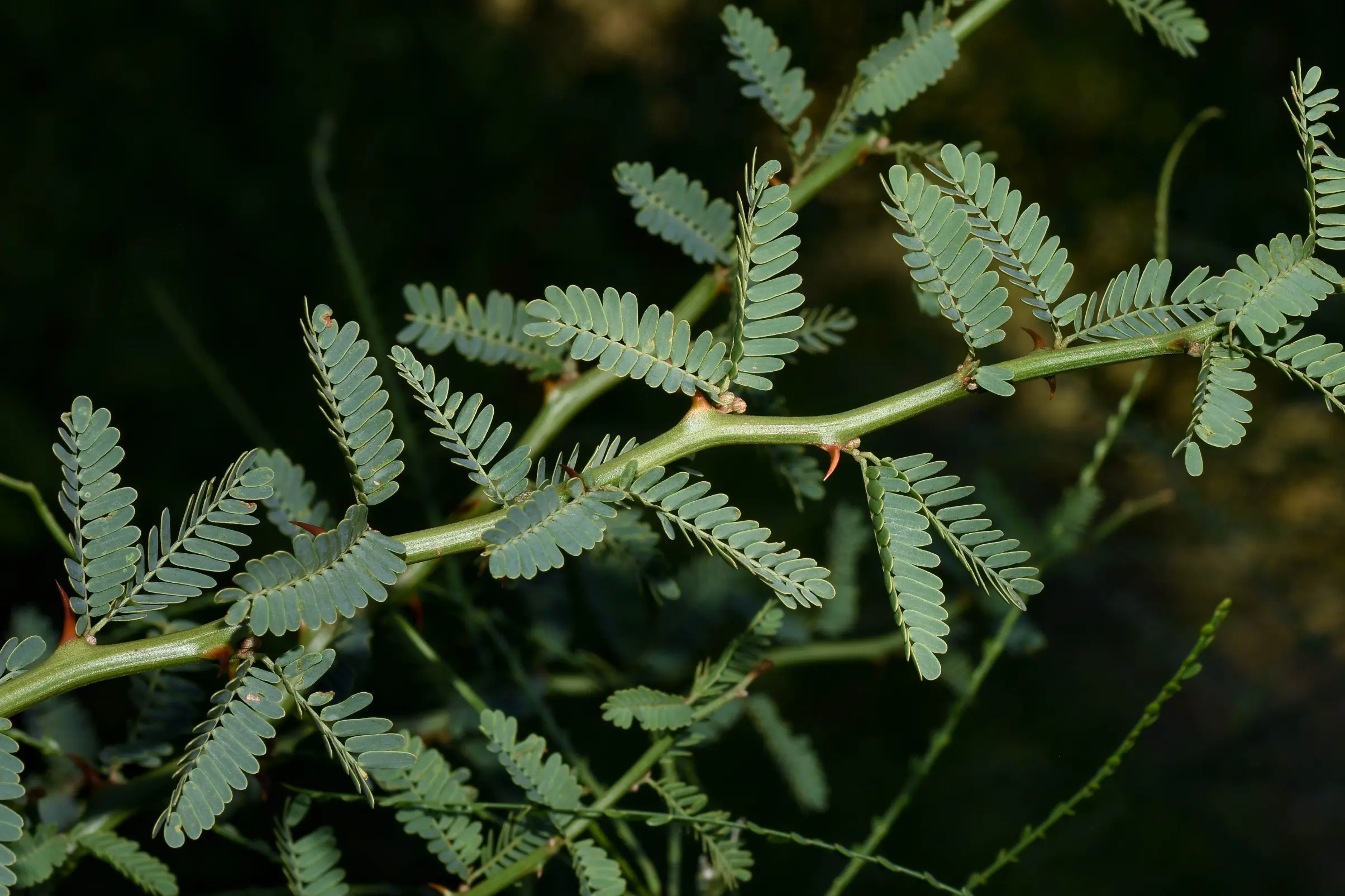 Mimosa ostenii Speg. ex Burkart