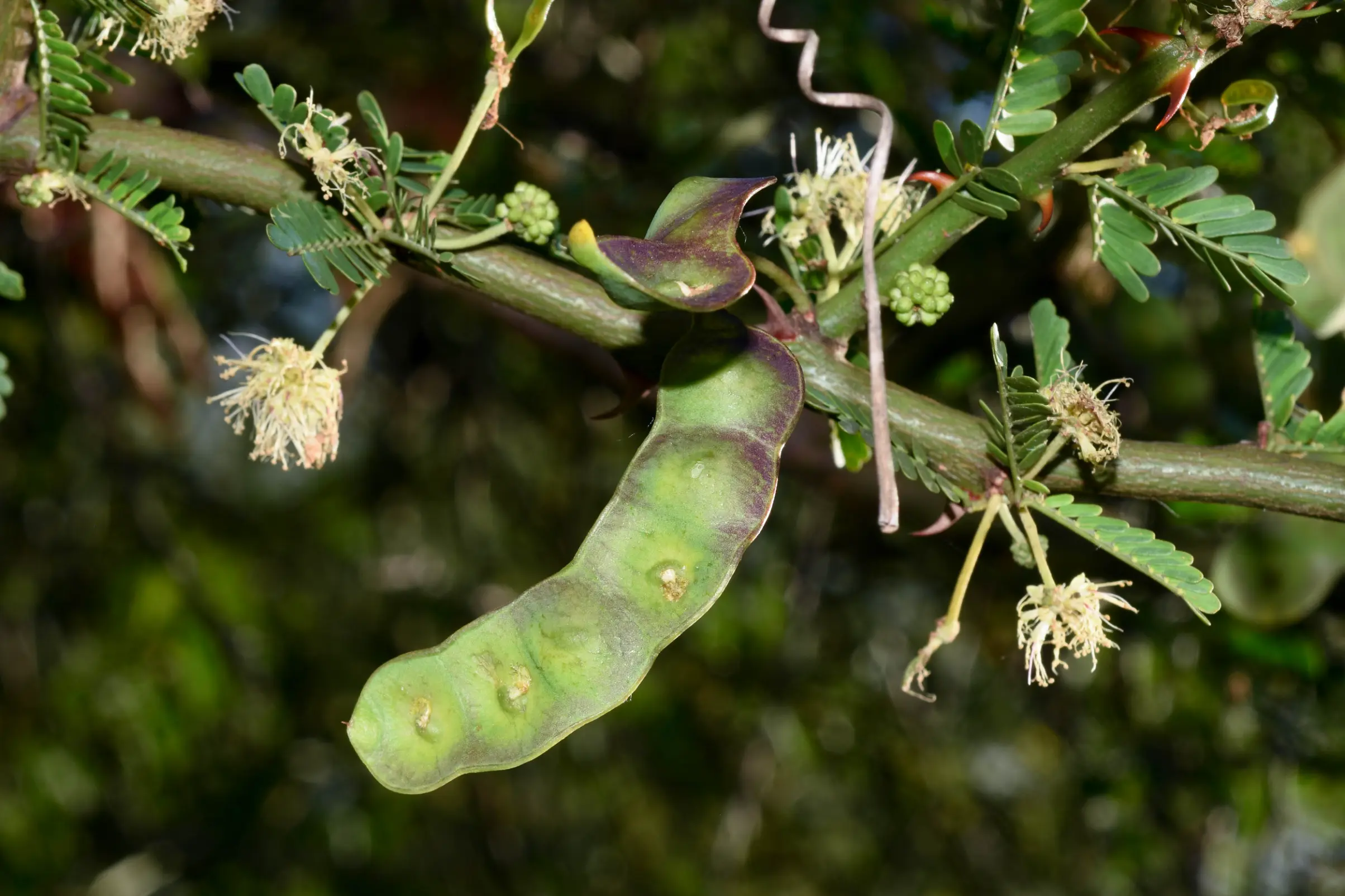 Mimosa ostenii Speg. ex Burkart