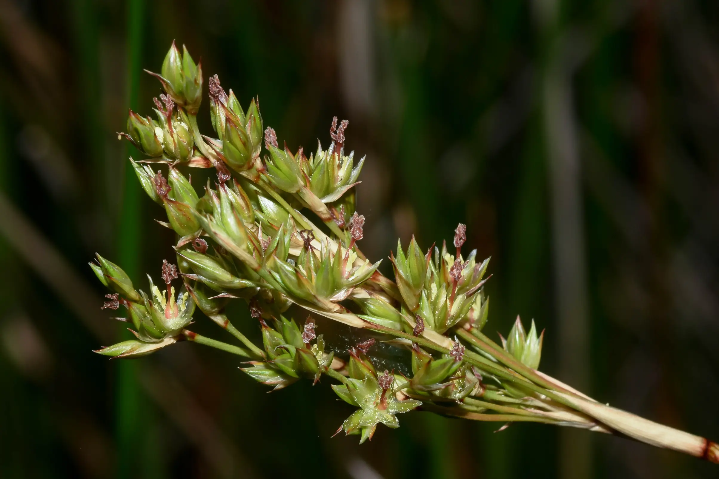 Juncus kraussii Hochst.