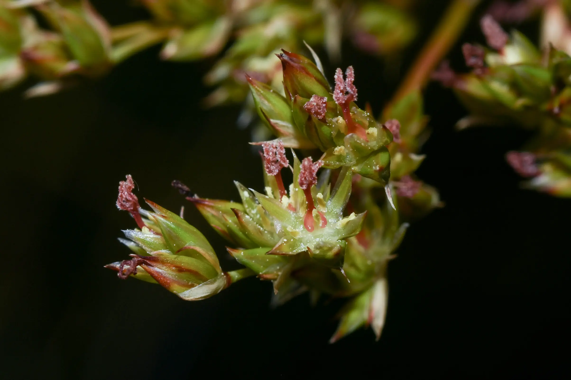 Juncus kraussii Hochst.