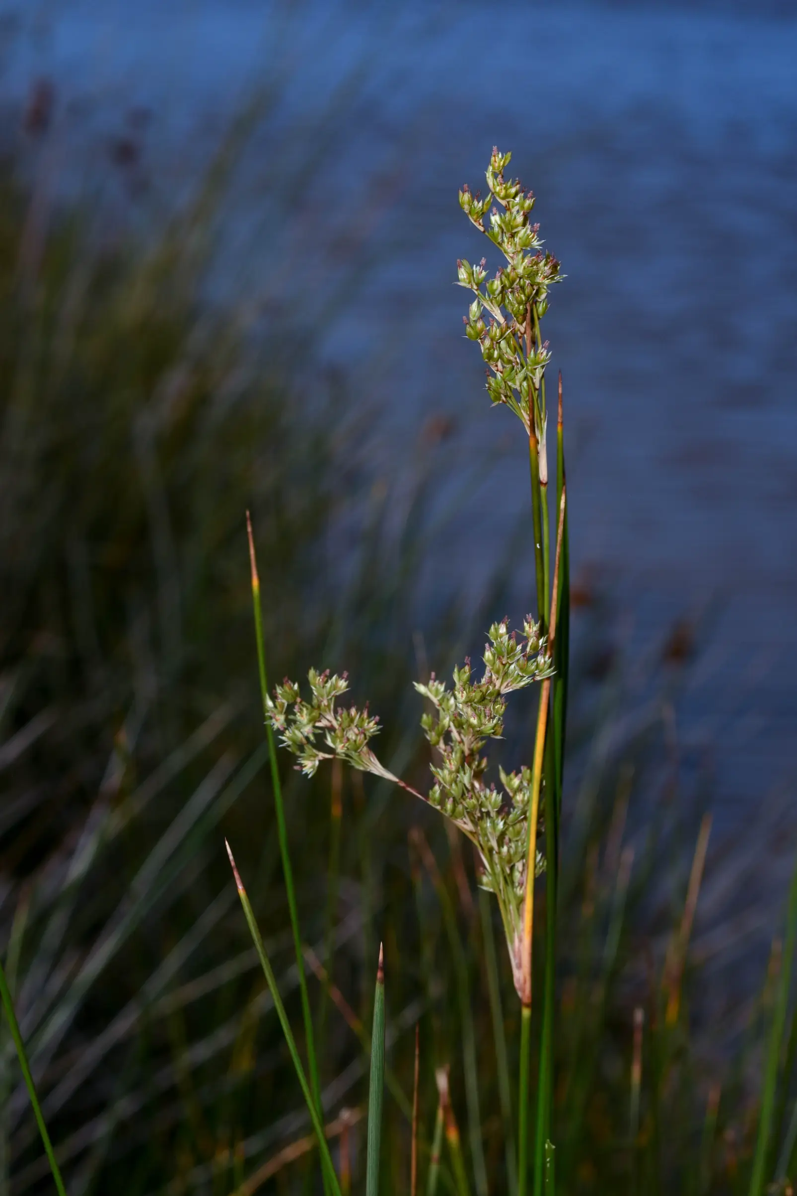 Juncus kraussii Hochst.