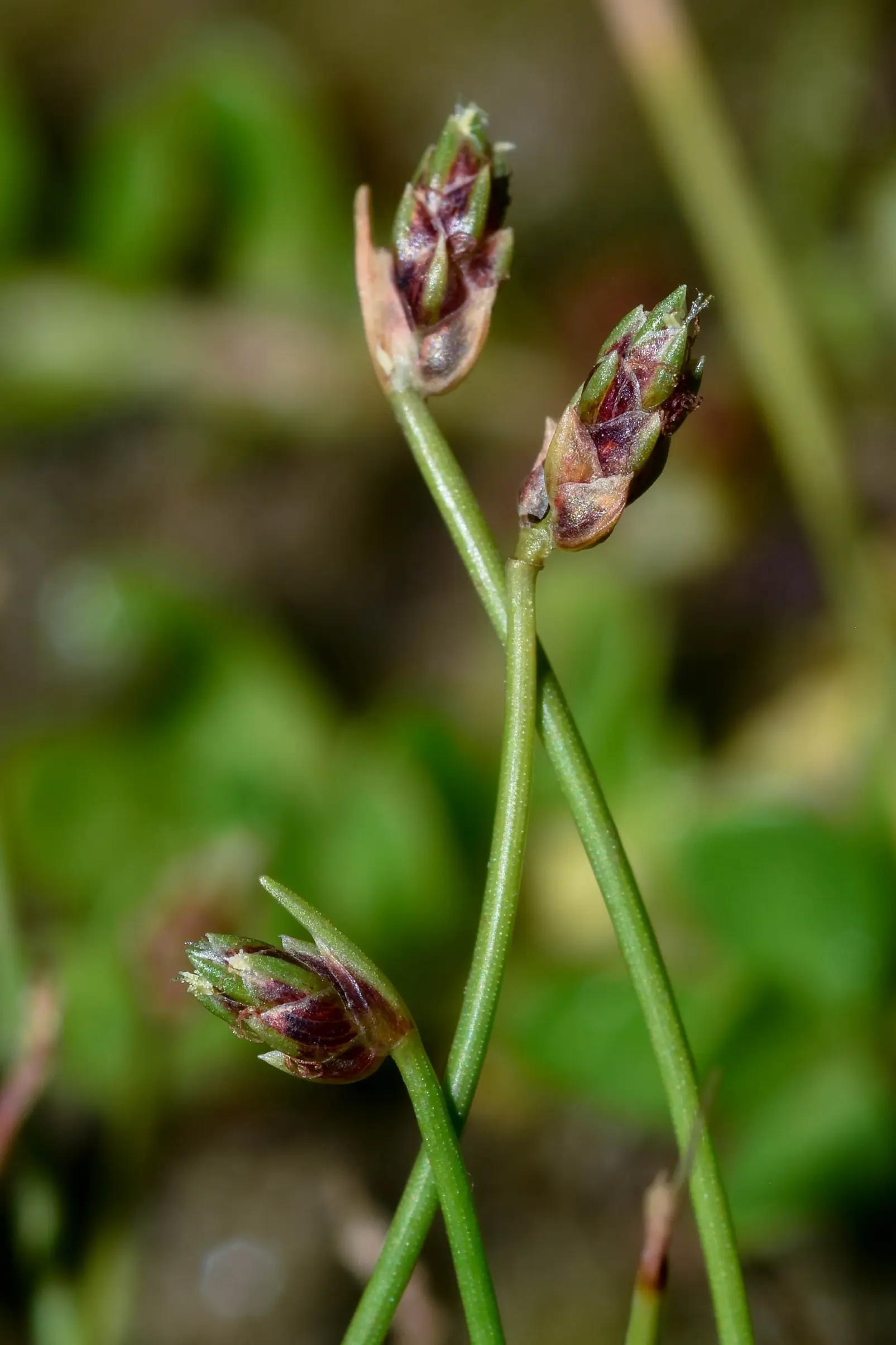 Isolepis cernua (Vahl) Roem. & Schult.