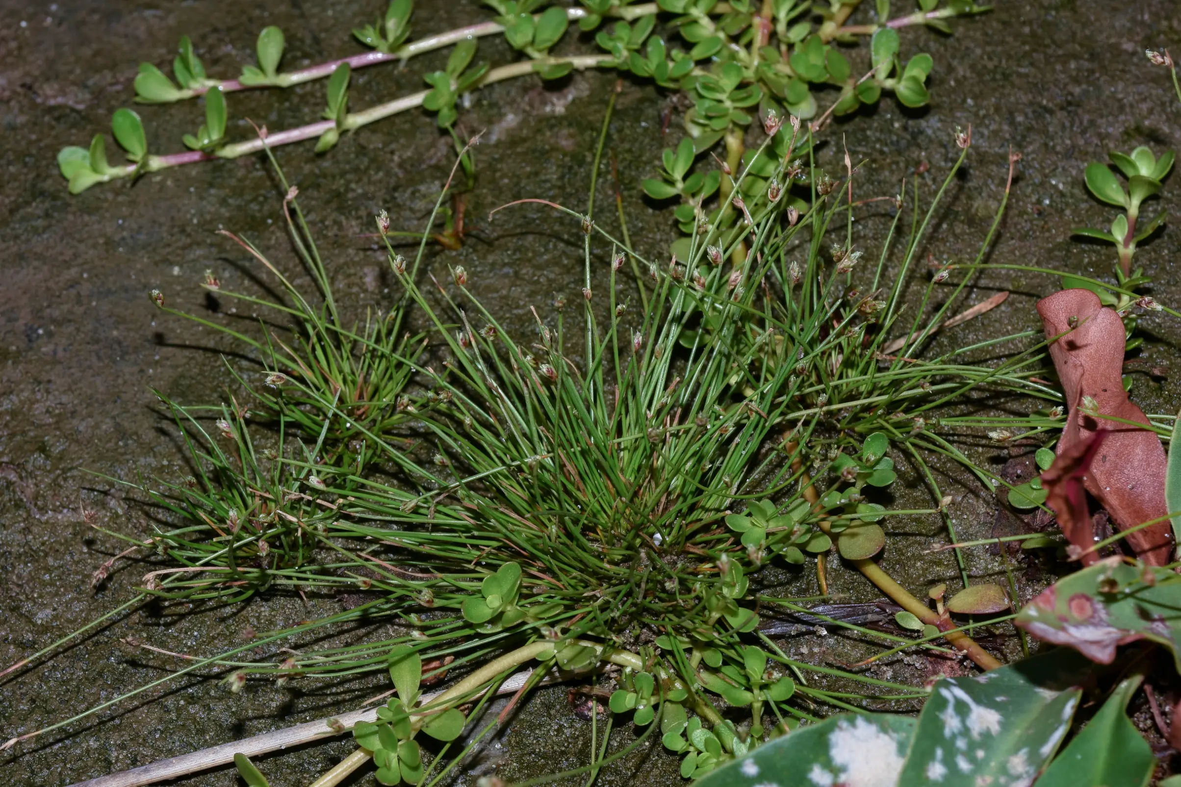 Isolepis cernua (Vahl) Roem. & Schult.