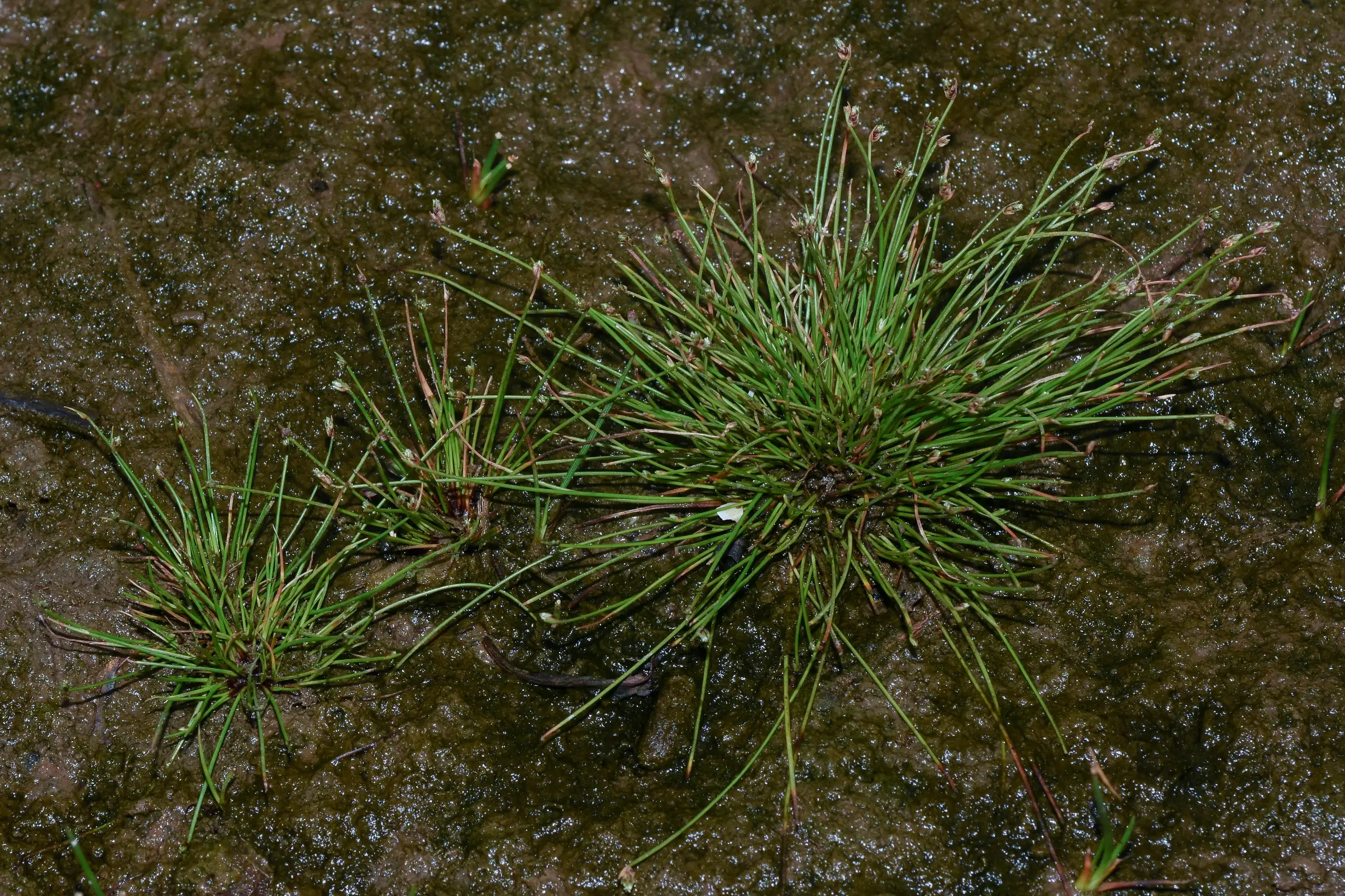 Isolepis cernua (Vahl) Roem. & Schult.