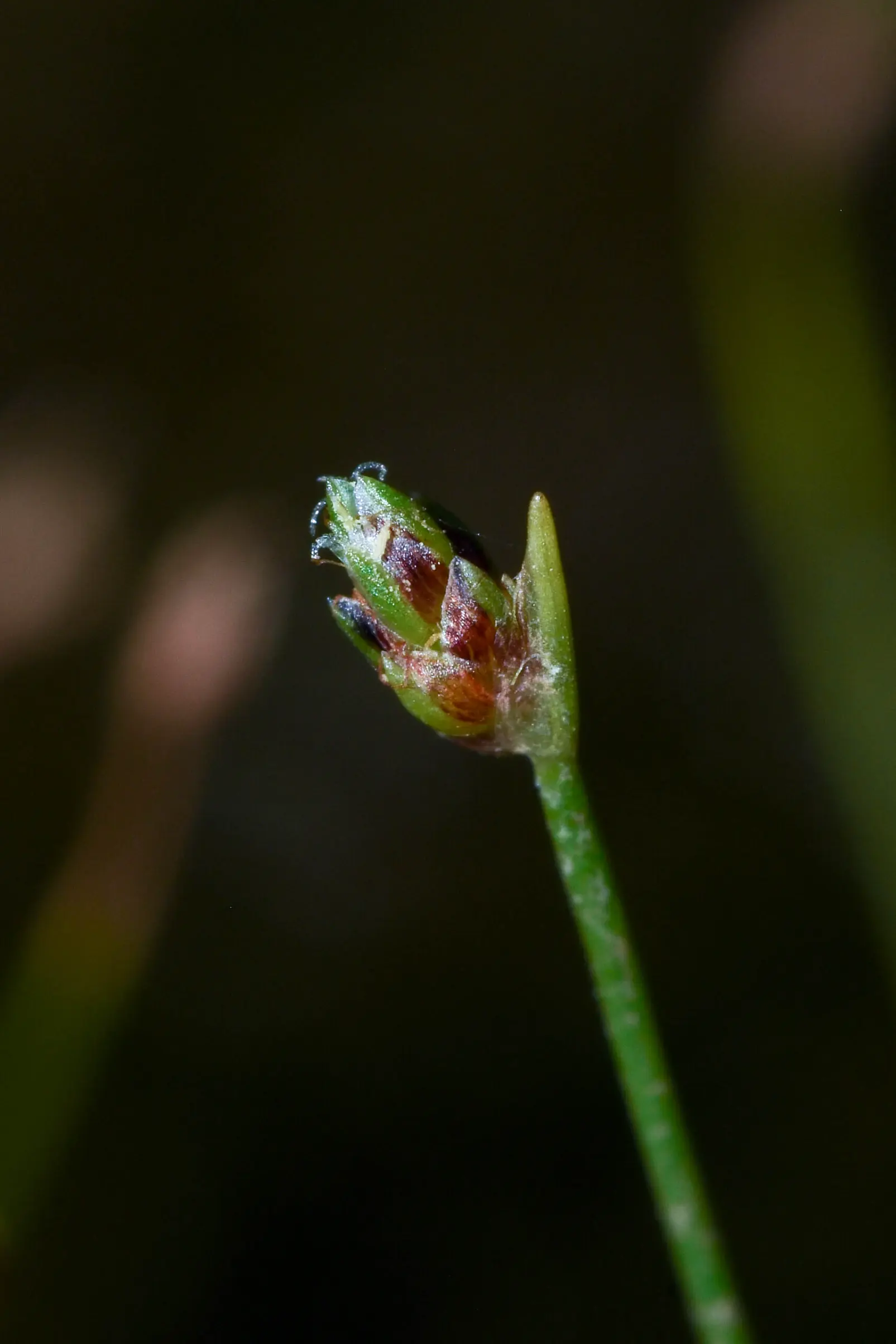 Isolepis cernua (Vahl) Roem. & Schult.