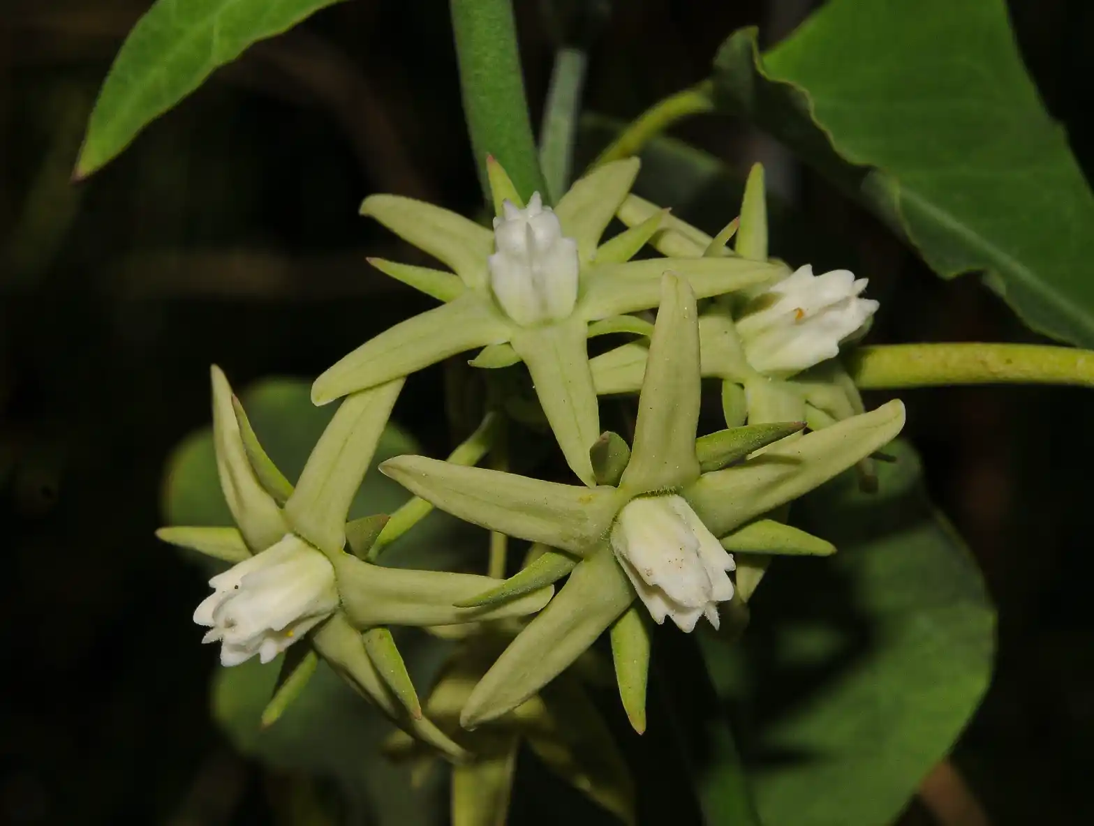 Araujia odorata (Hook. & Arn.) Fontella & Goyder