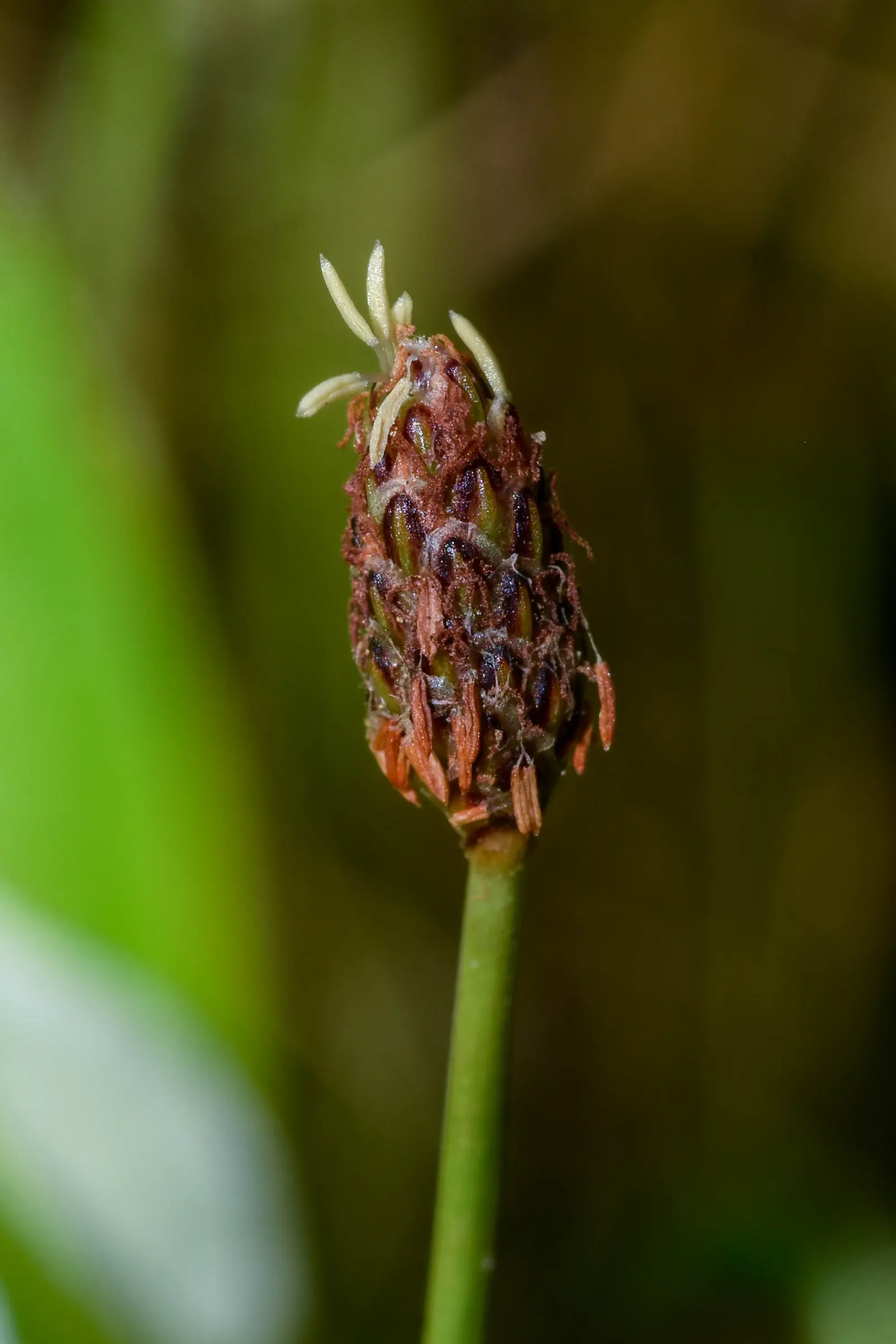 Eleocharis montevidensis Kunth