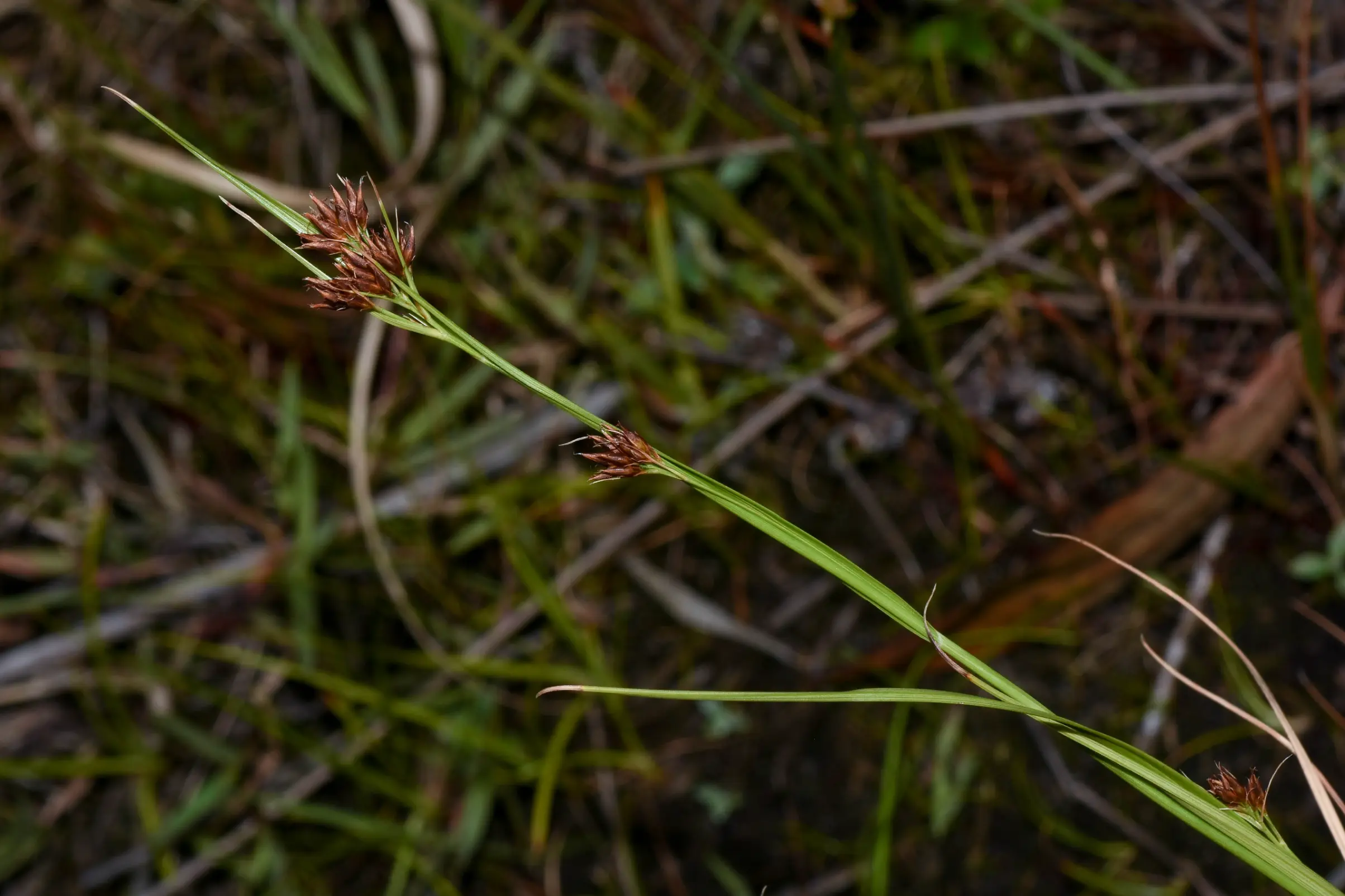 Rhynchospora barrosiana Guagl.