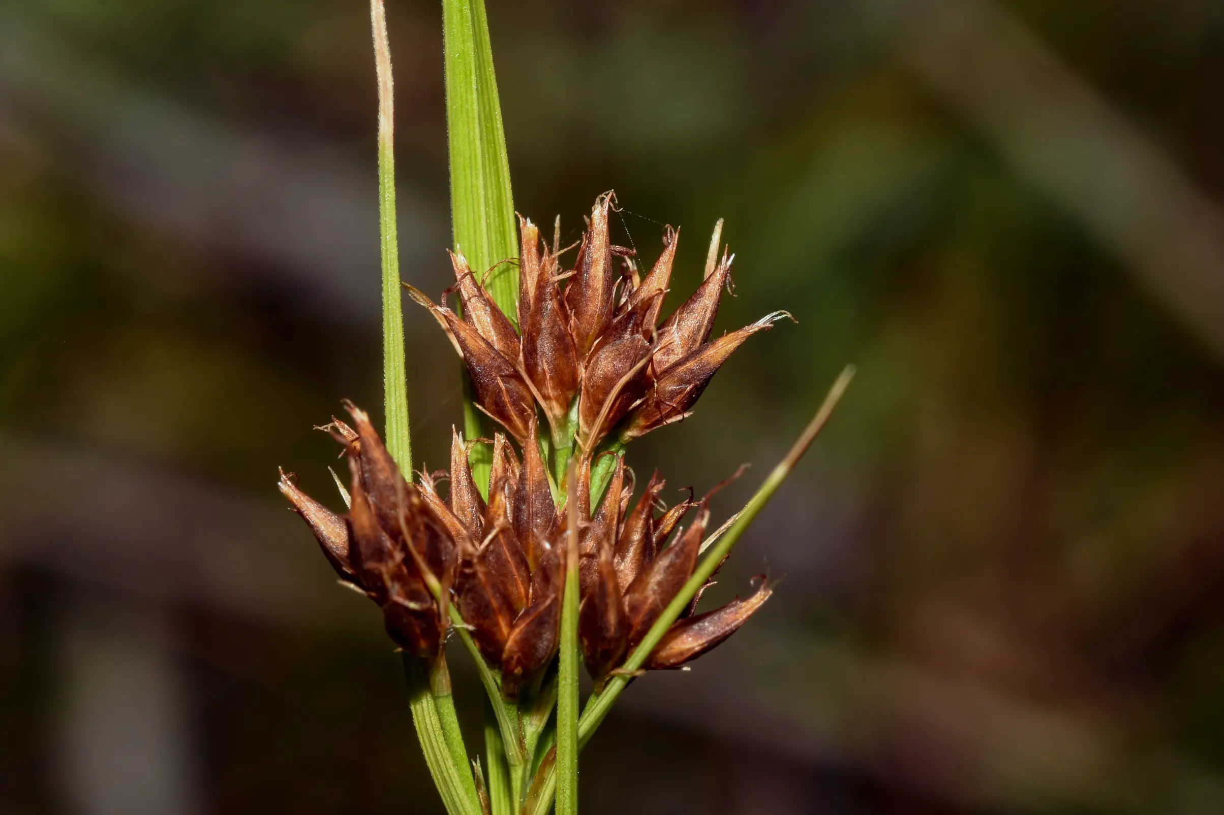 Rhynchospora barrosiana Guagl.