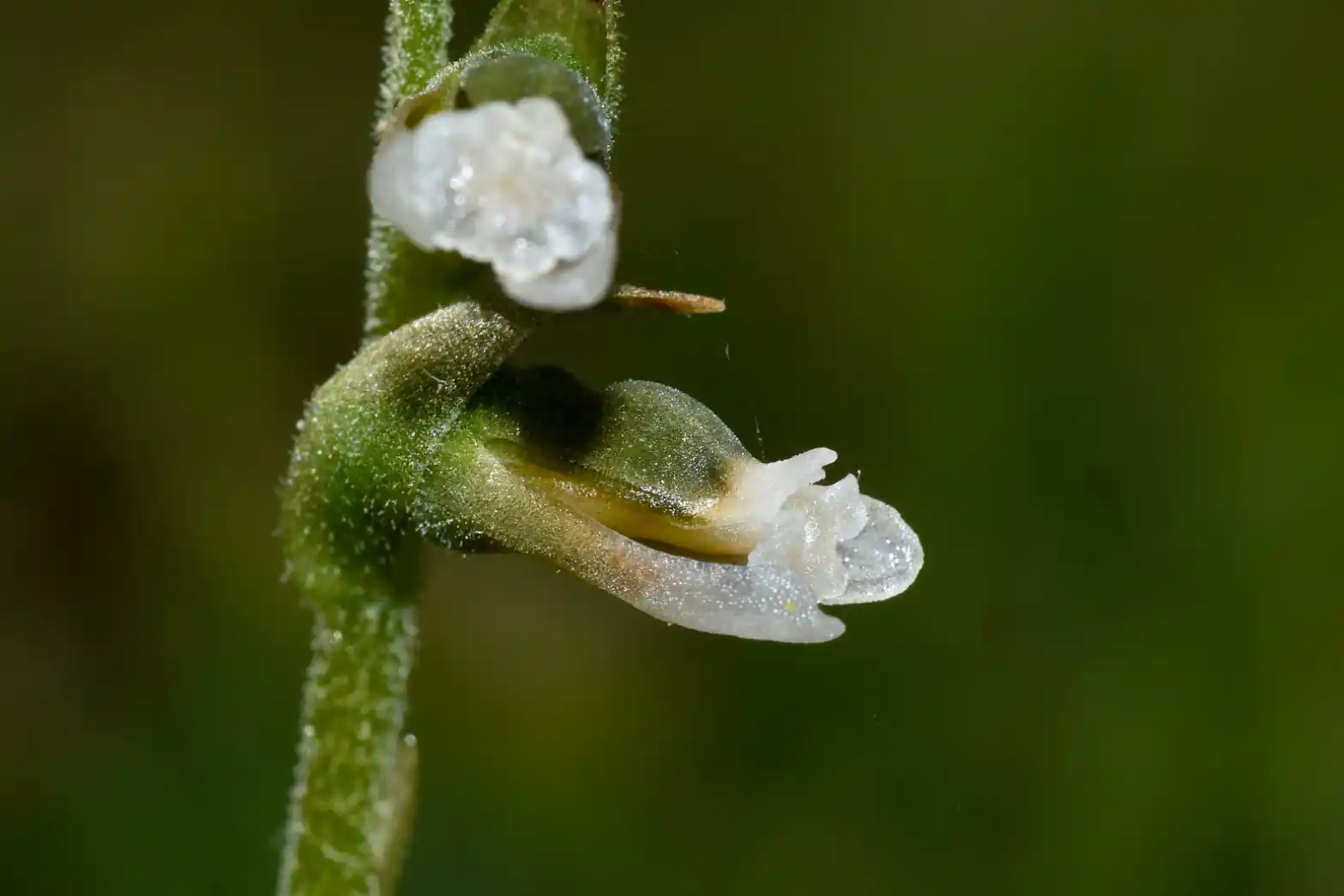 Cyclopogon apricus (Lindl.) Schltr.