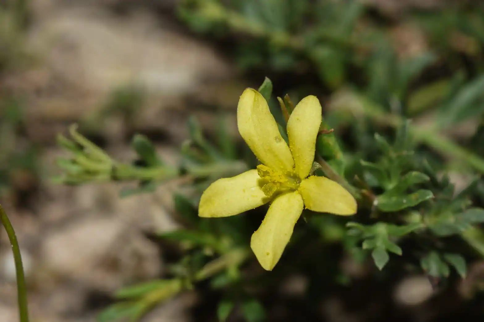 Menodora integrifolia (Cham. & Schltdl.) Steud.