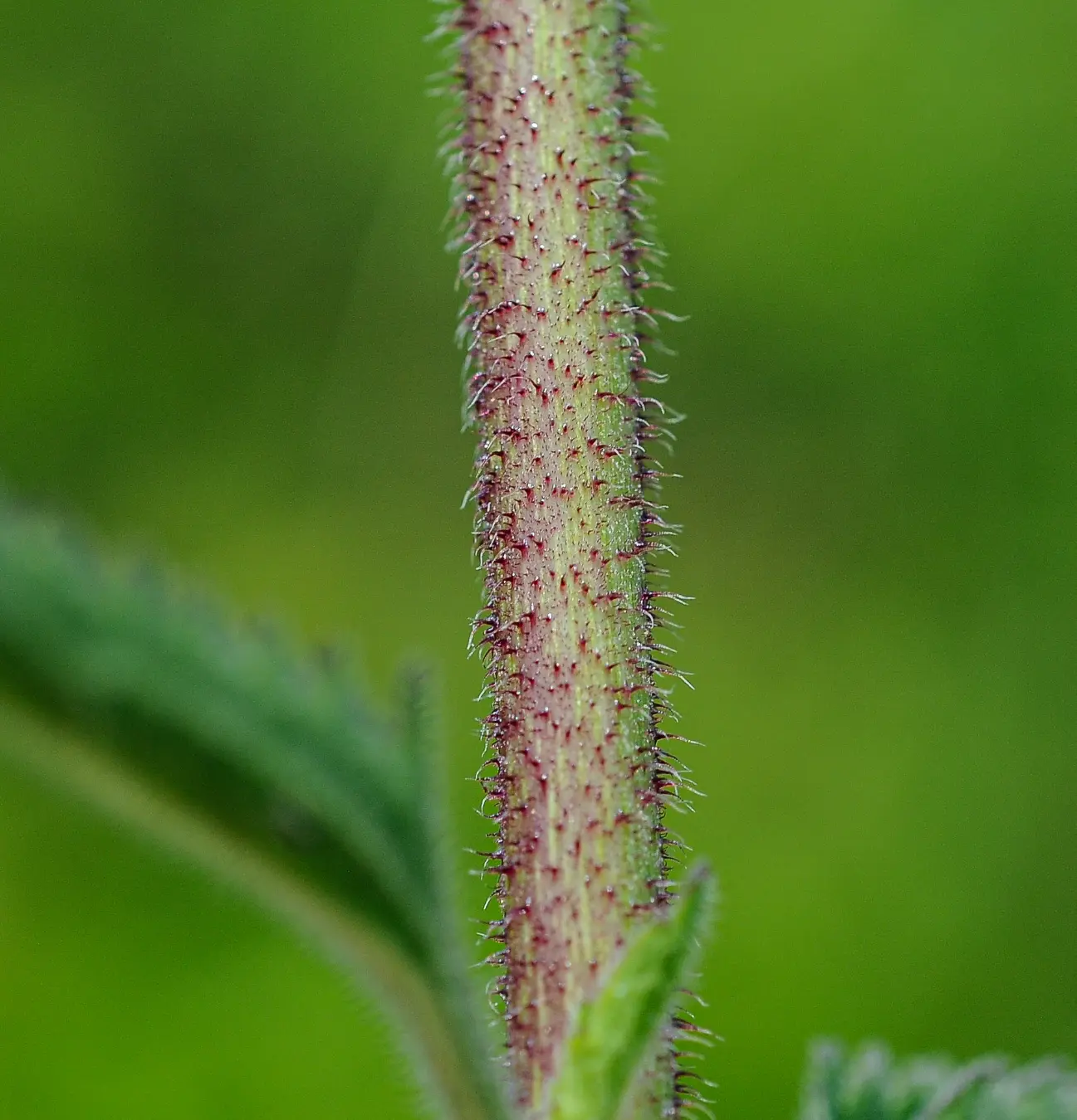 Campuloclinium macrocephalum (Less.) DC.