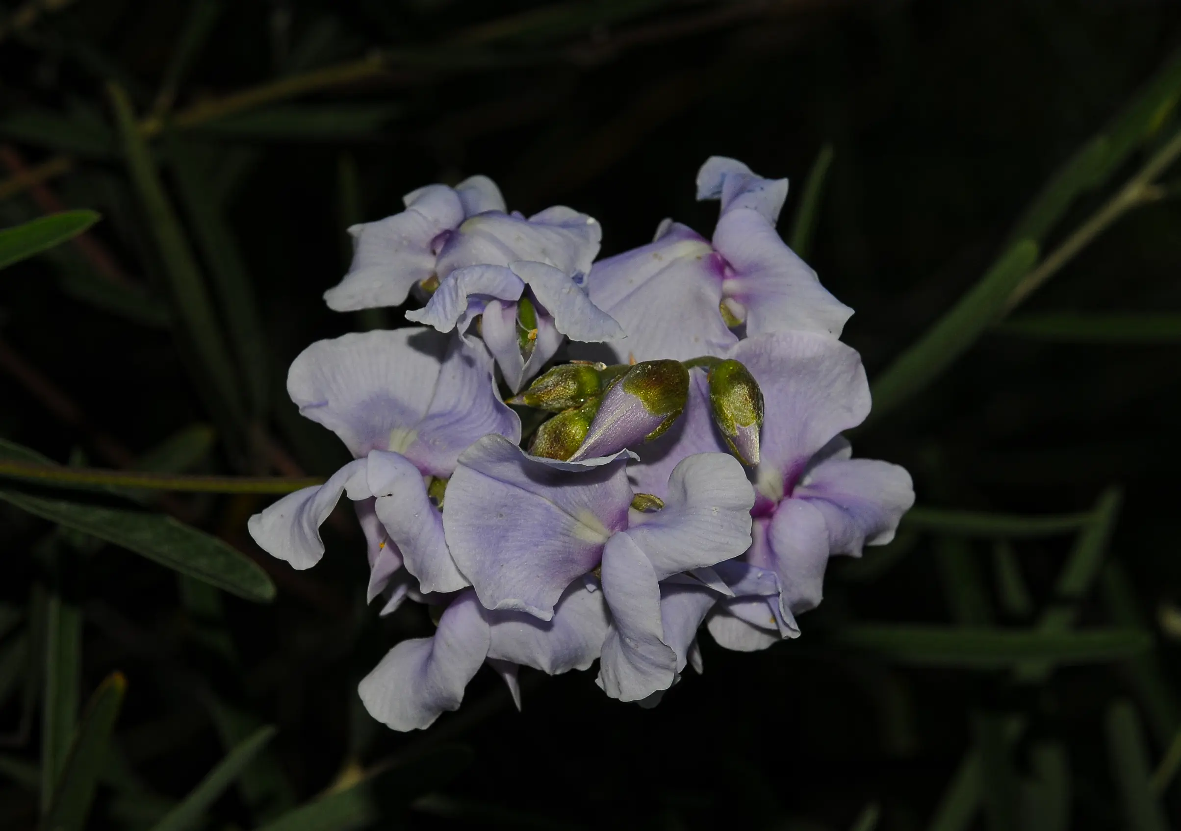 Collaea stenophylla (Hook. & Arn.) Benth.