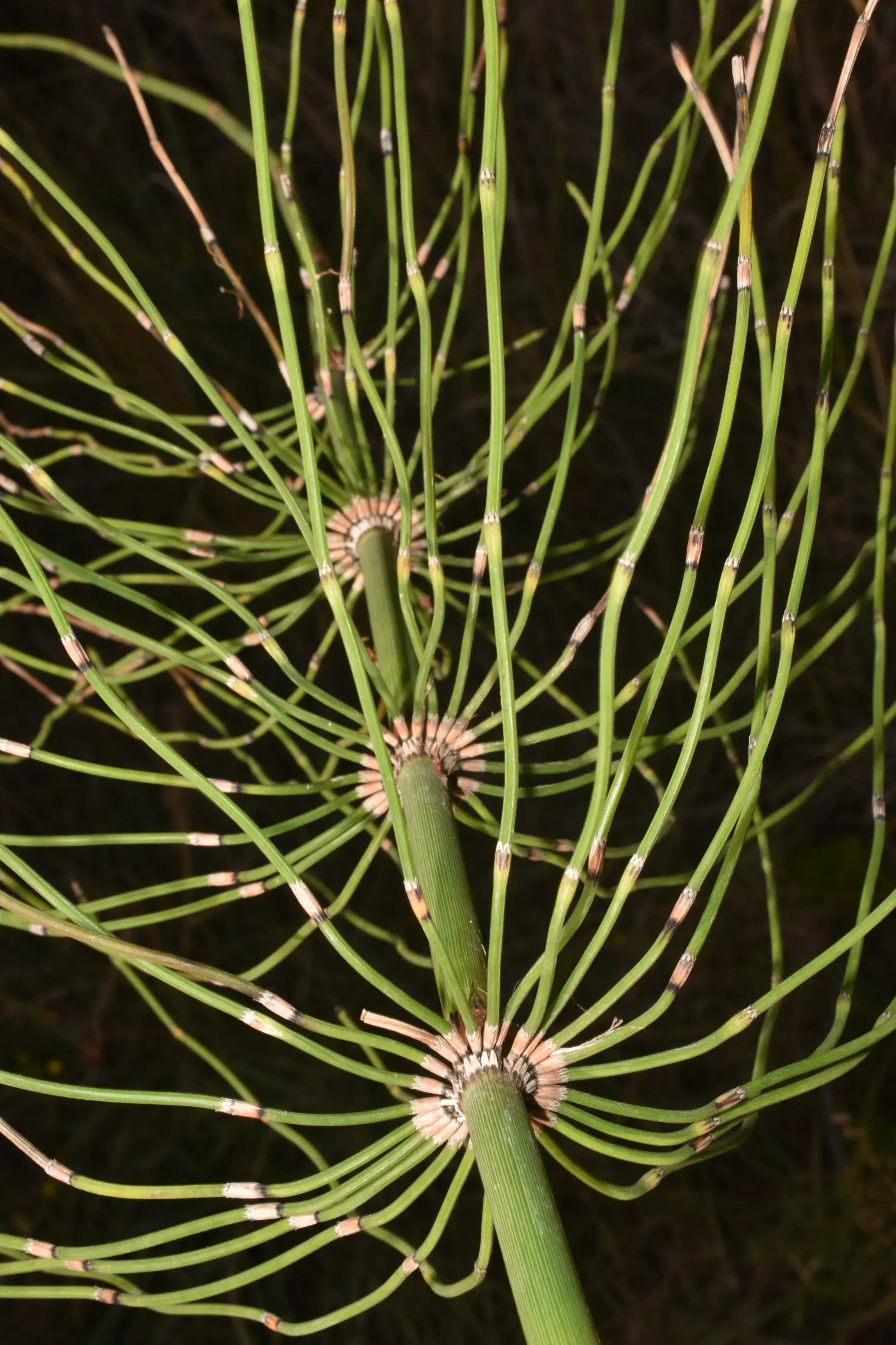 Equisetum giganteum L.