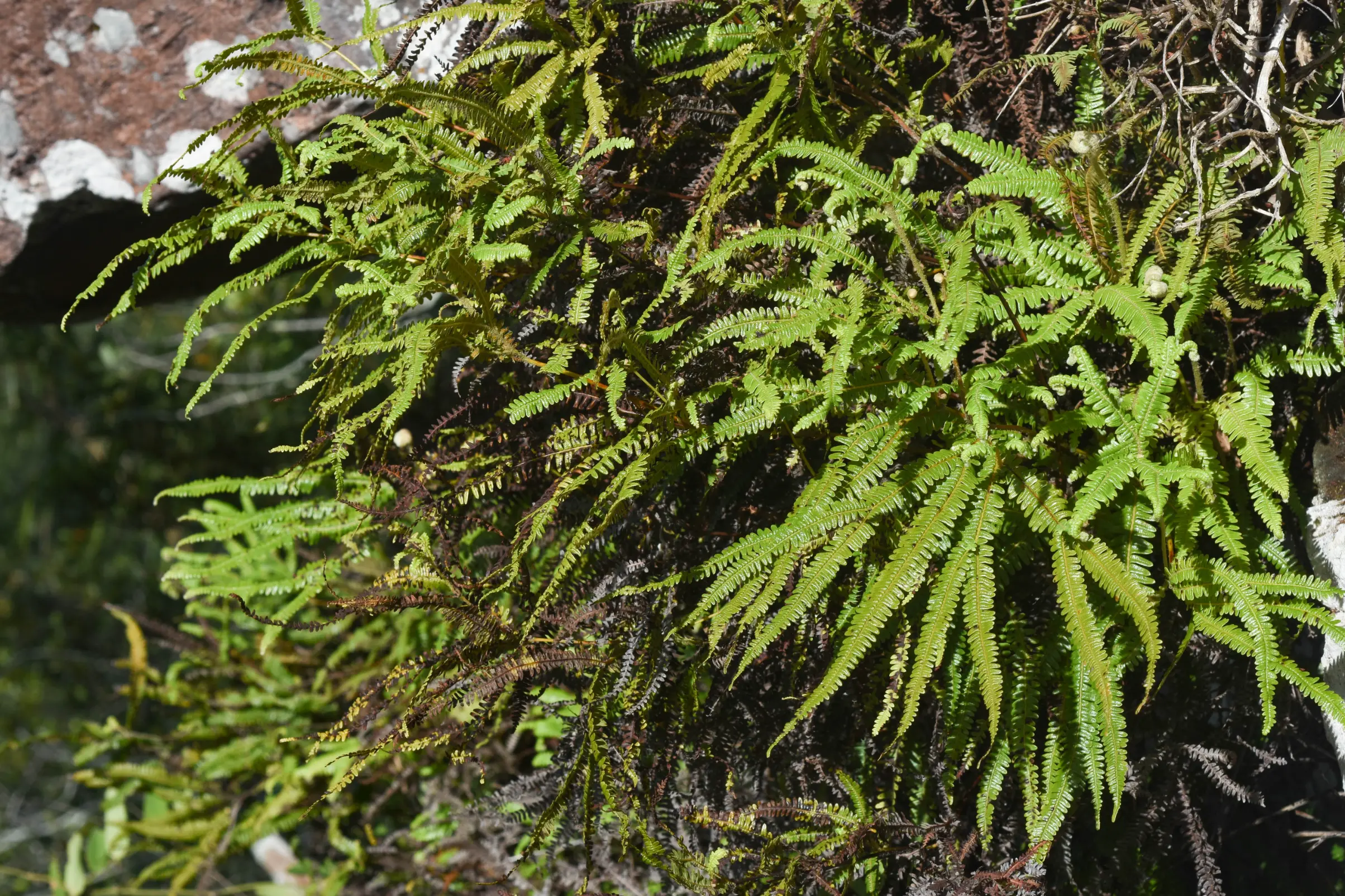 Sticherus lanuginosus (Moric. & Fée) Nakai