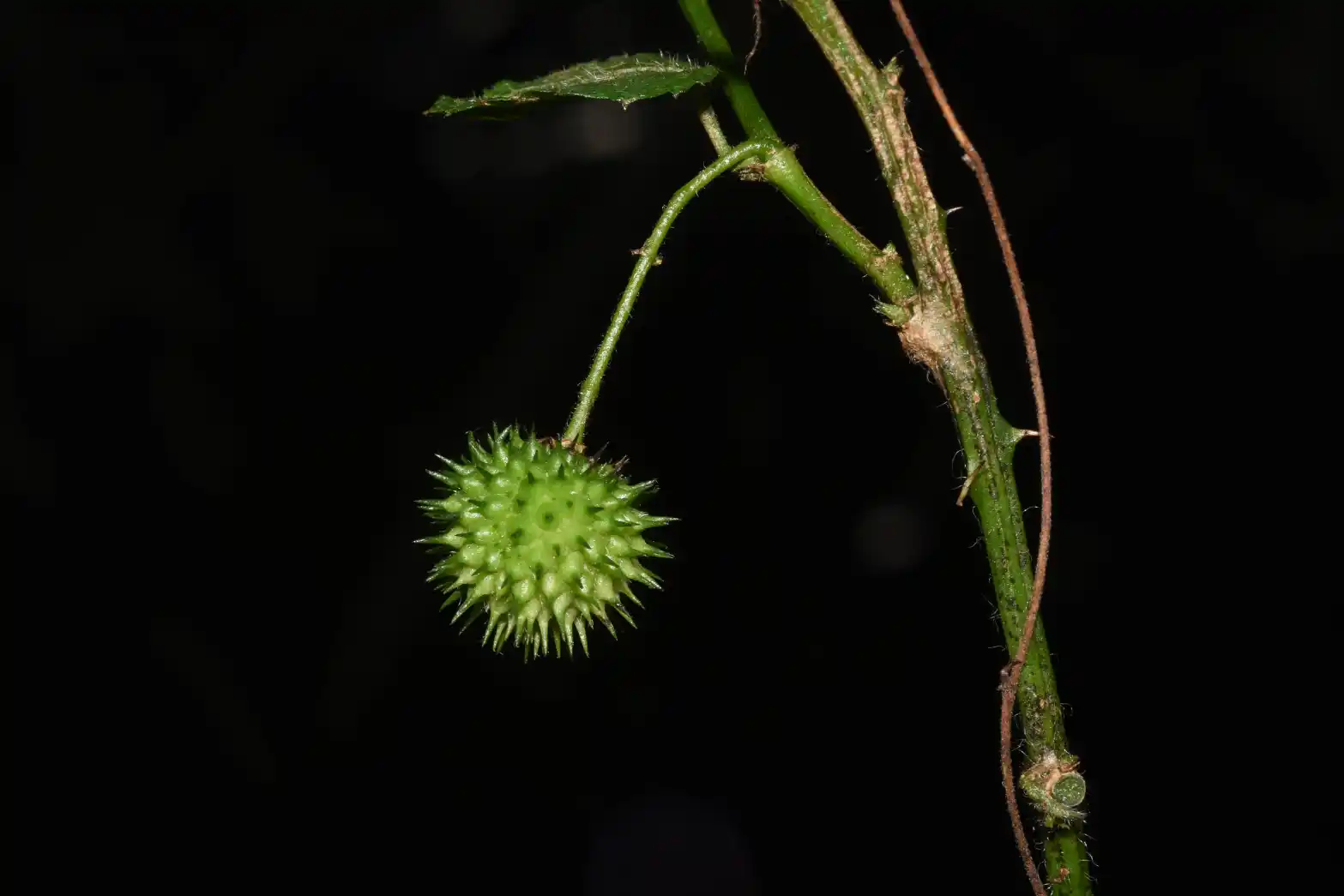 Byttneria urticifolia K.Schum.