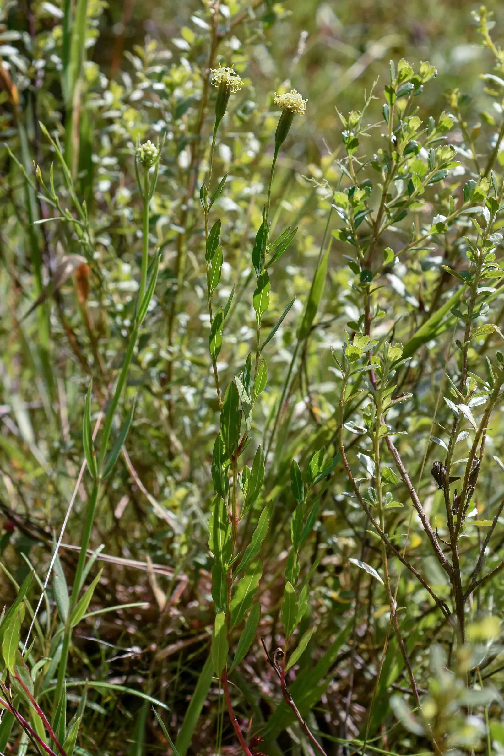 Porophyllum lanceolatum DC.