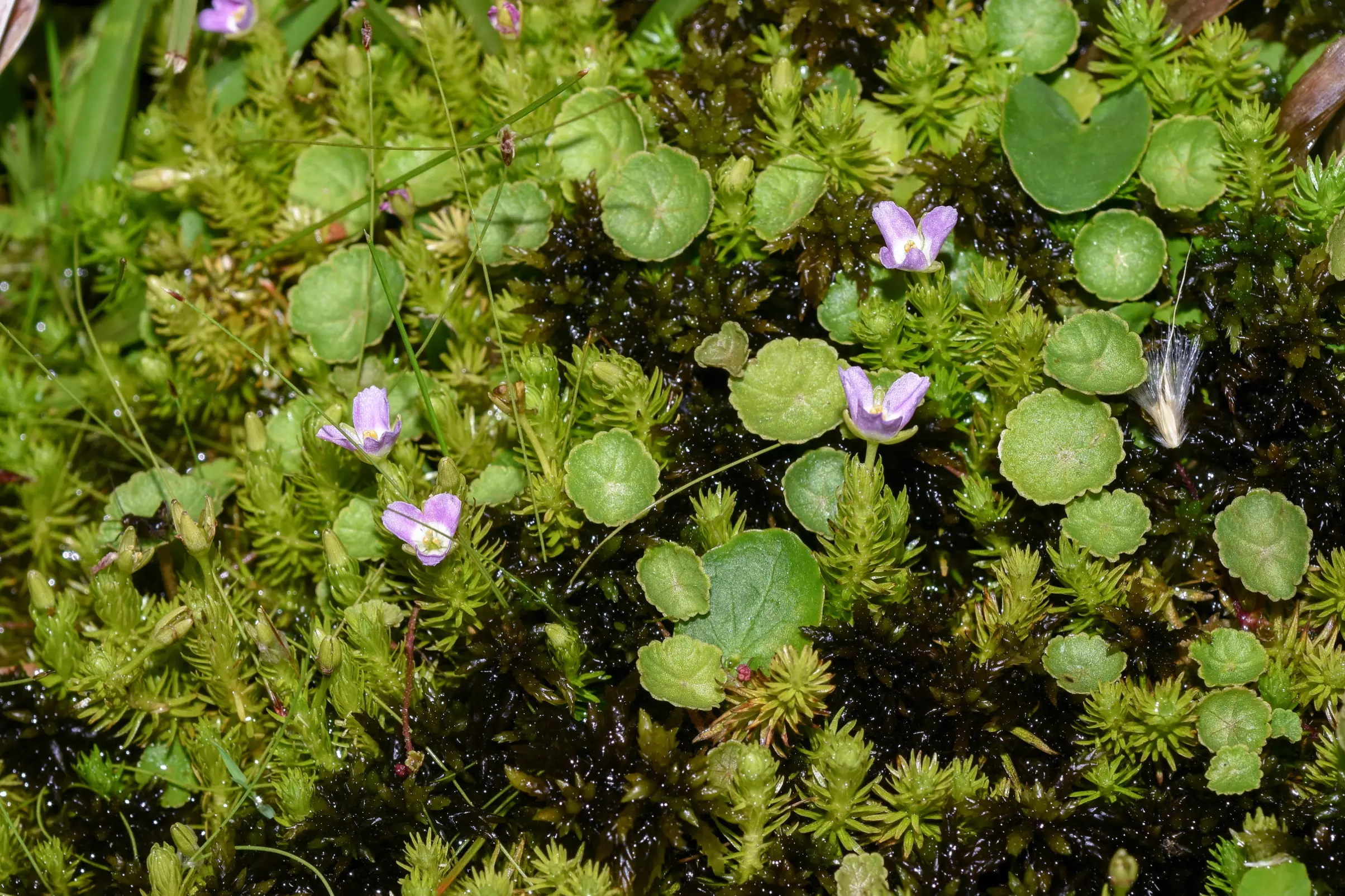 Mayaca fluviatilis Aubl.
