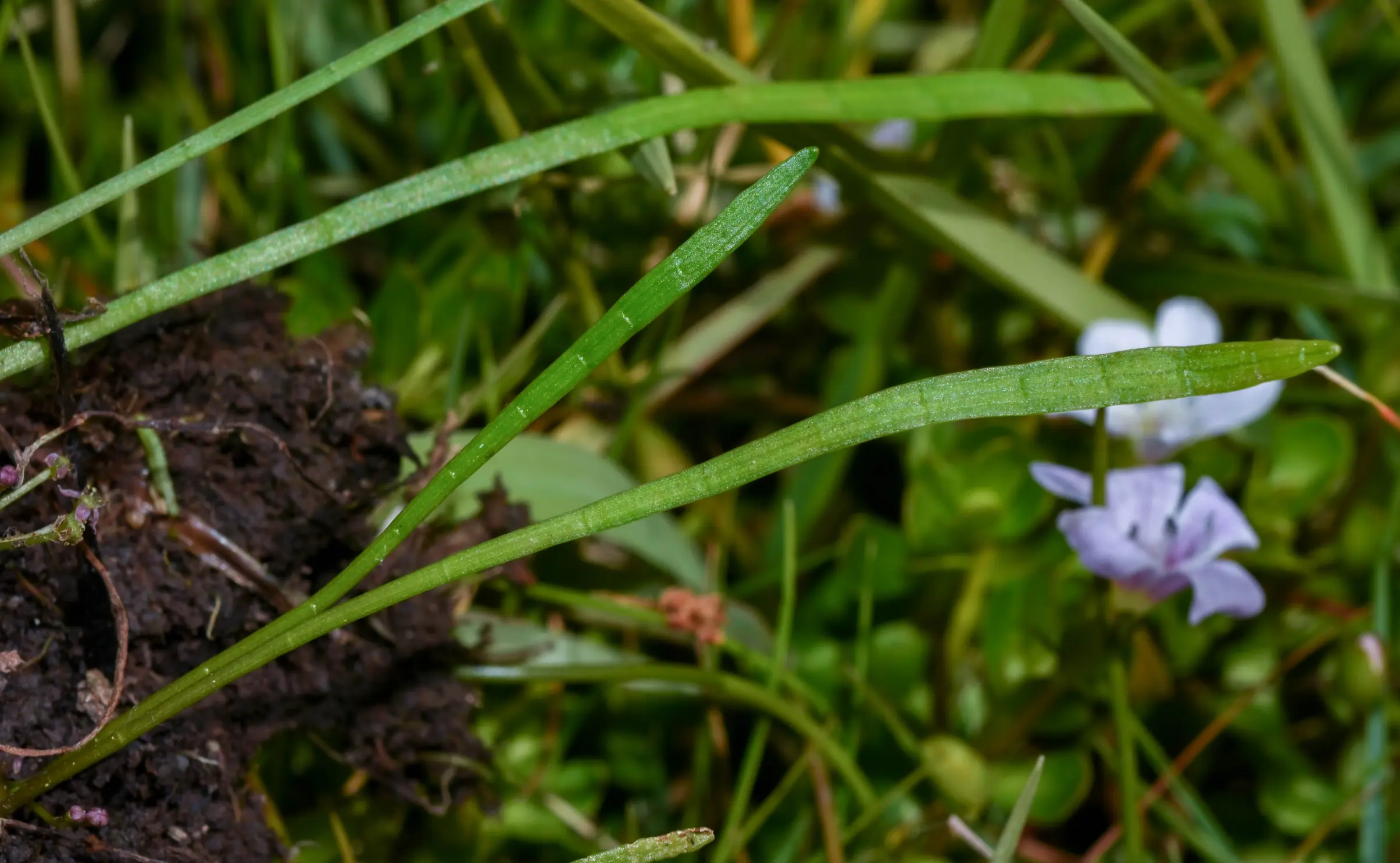 Lilaeopsis brasiliensis (Glaz.) Affolter
