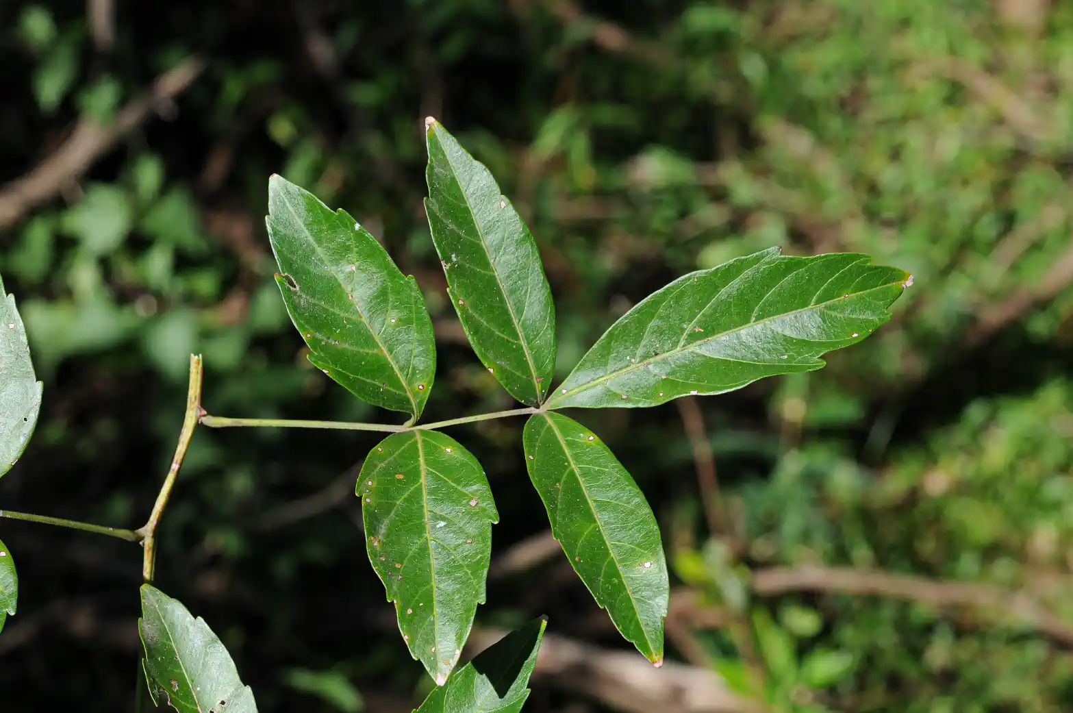 Paullinia elegans Cambess.