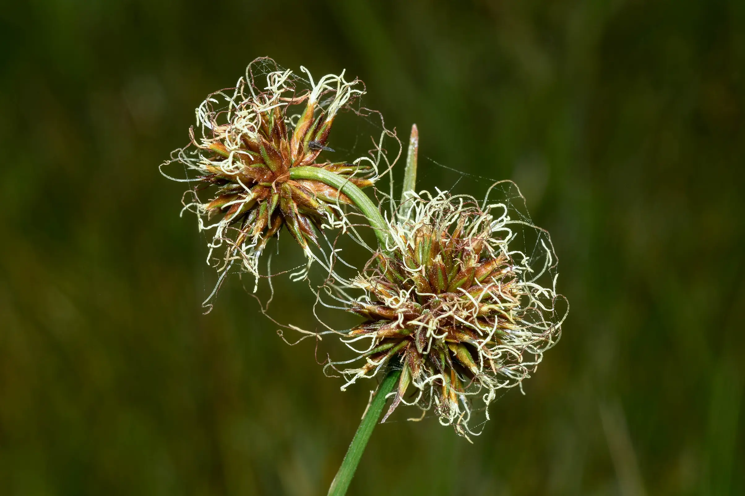 Rhynchospora holoschoenoides (Rich.) Herter