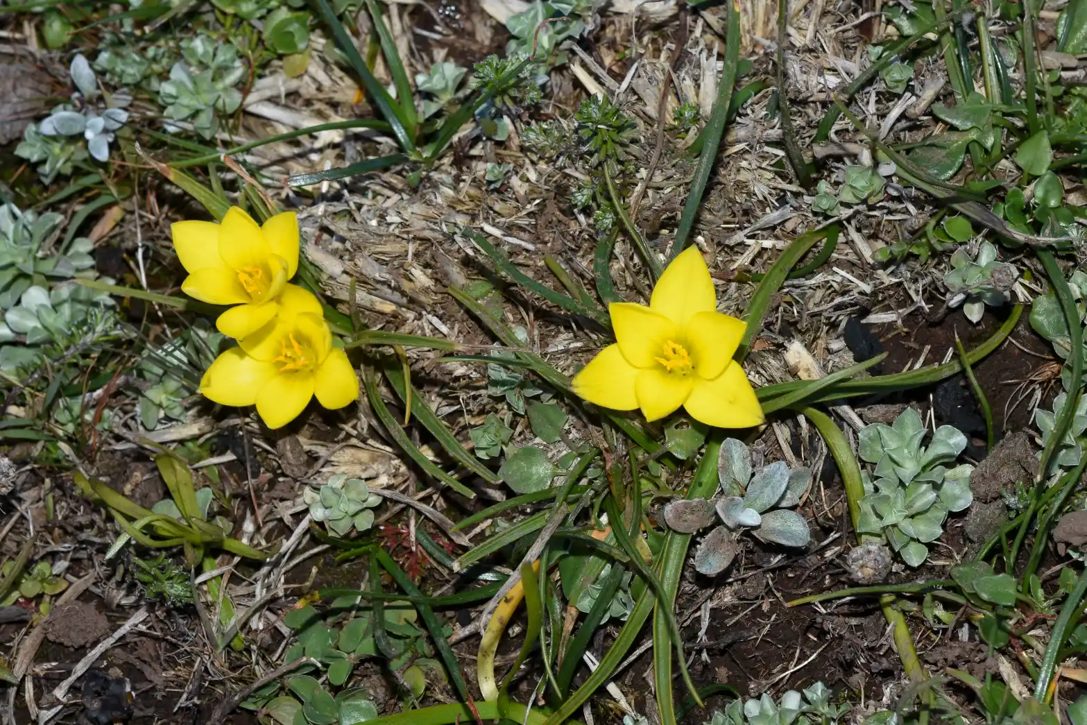 Nothoscordum felipponei Beauverd