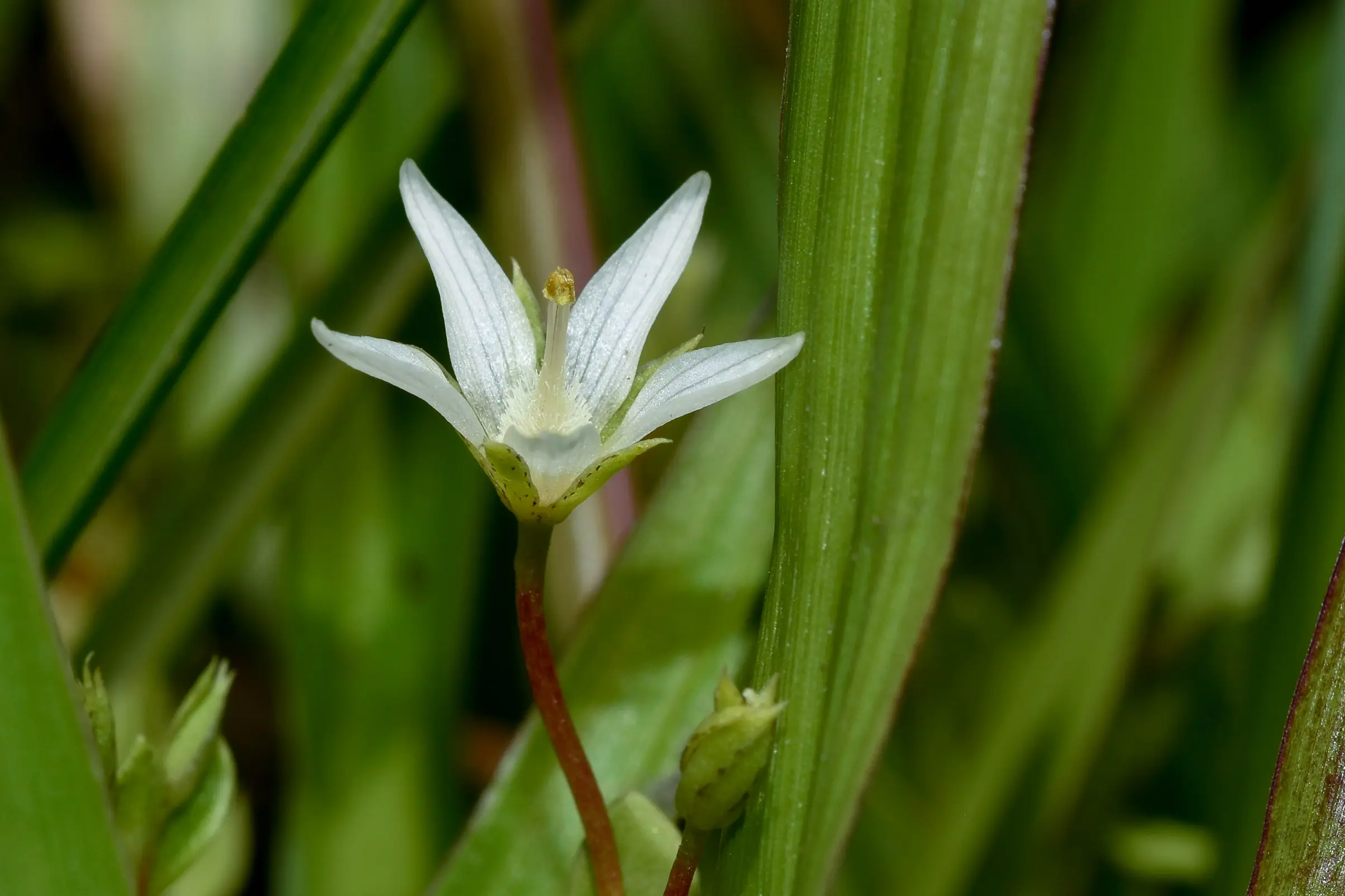 Lysimachia filiformis (Cham. & Schltdl.) U.Manns & Anderb.