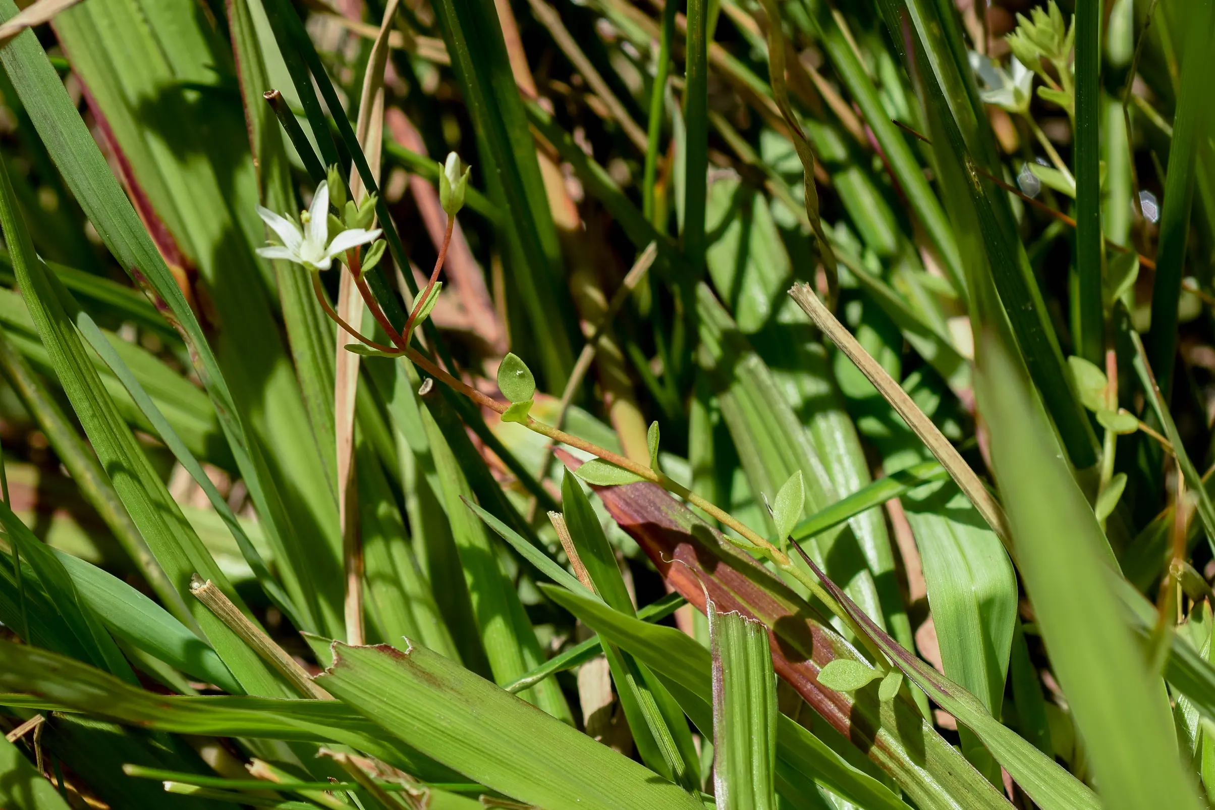 Lysimachia filiformis (Cham. & Schltdl.) U.Manns & Anderb.