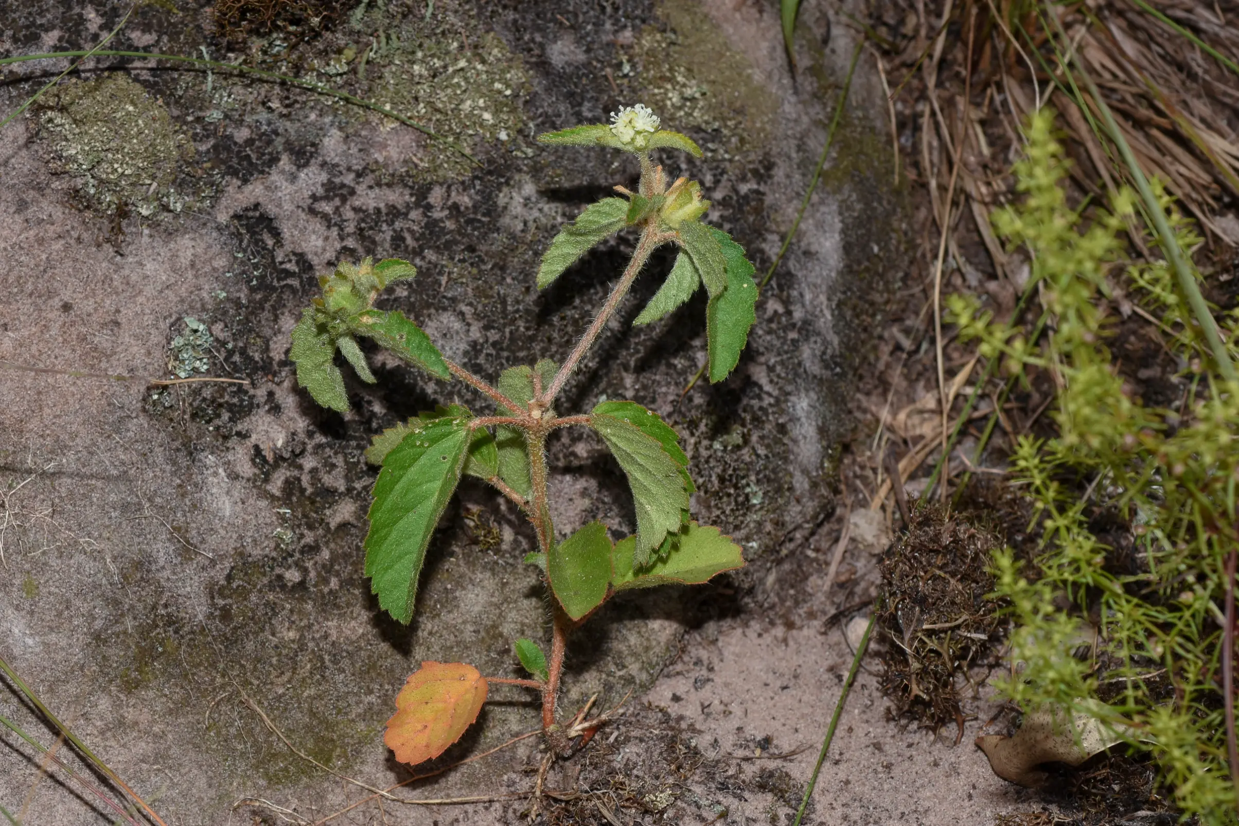 Croton glandulosus L.