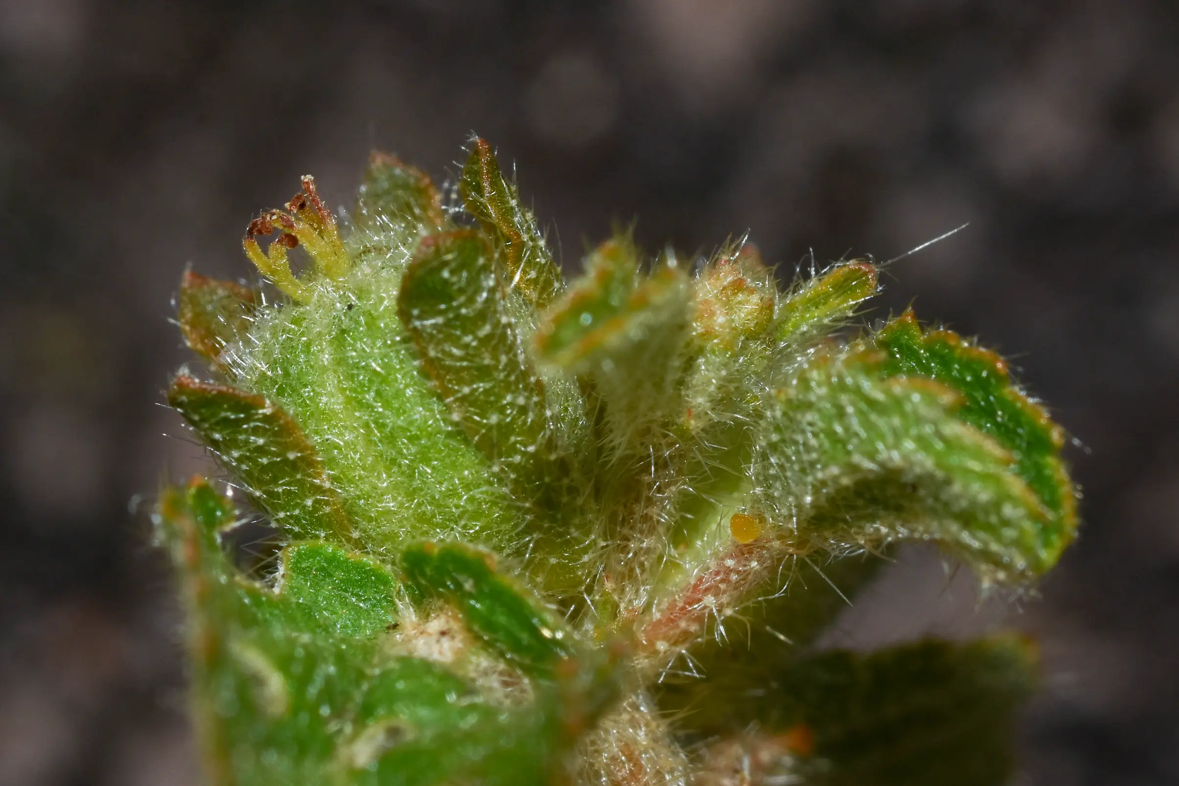 Croton glandulosus L.
