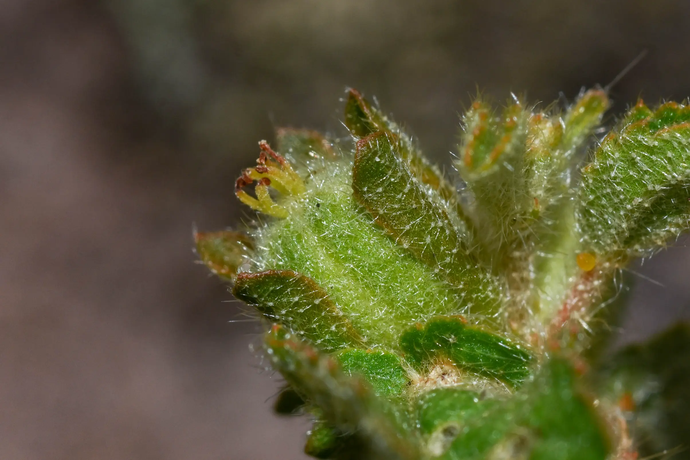 Croton glandulosus L.