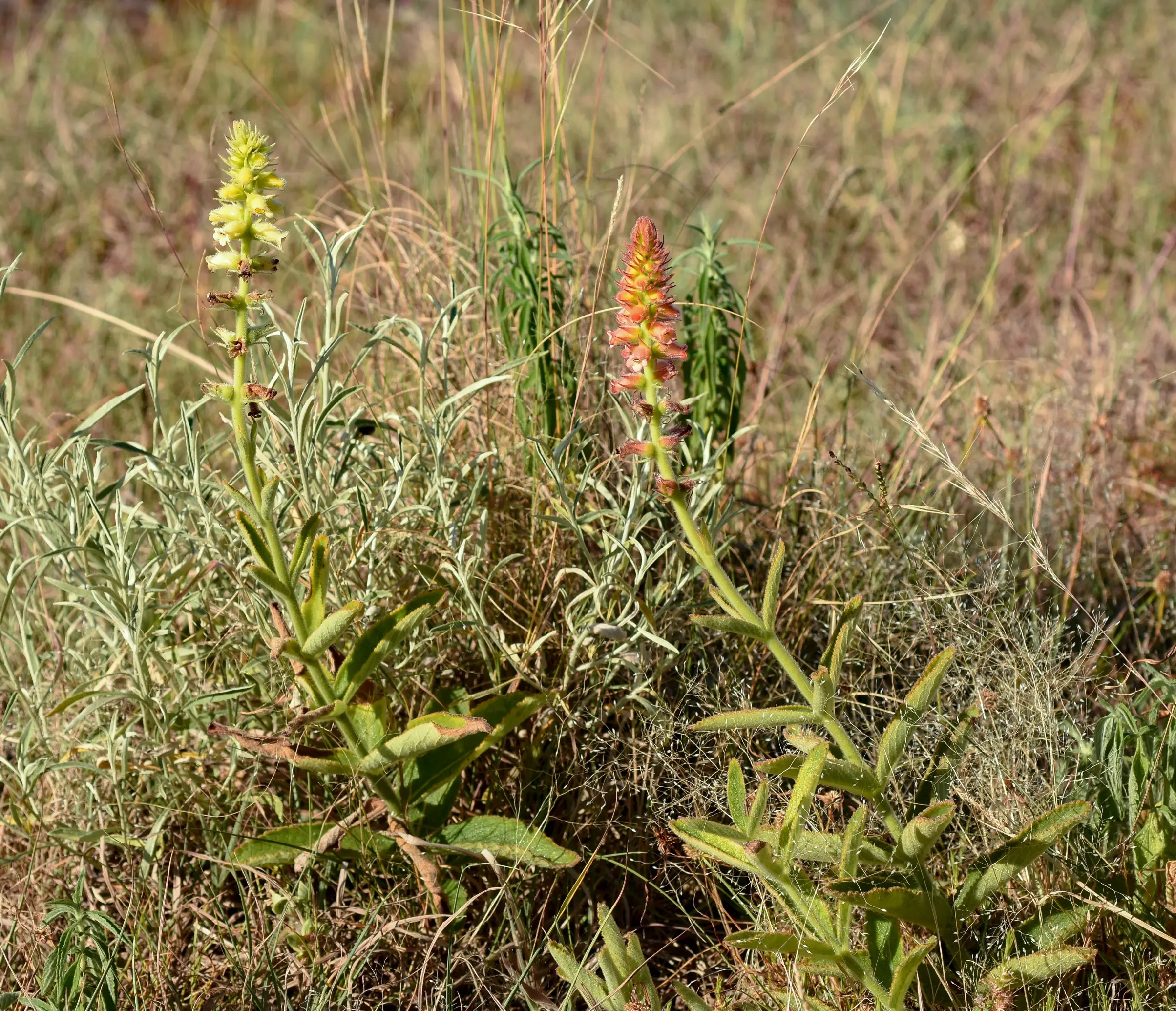 Sinningia lutea Buzatto & R.B.Singer