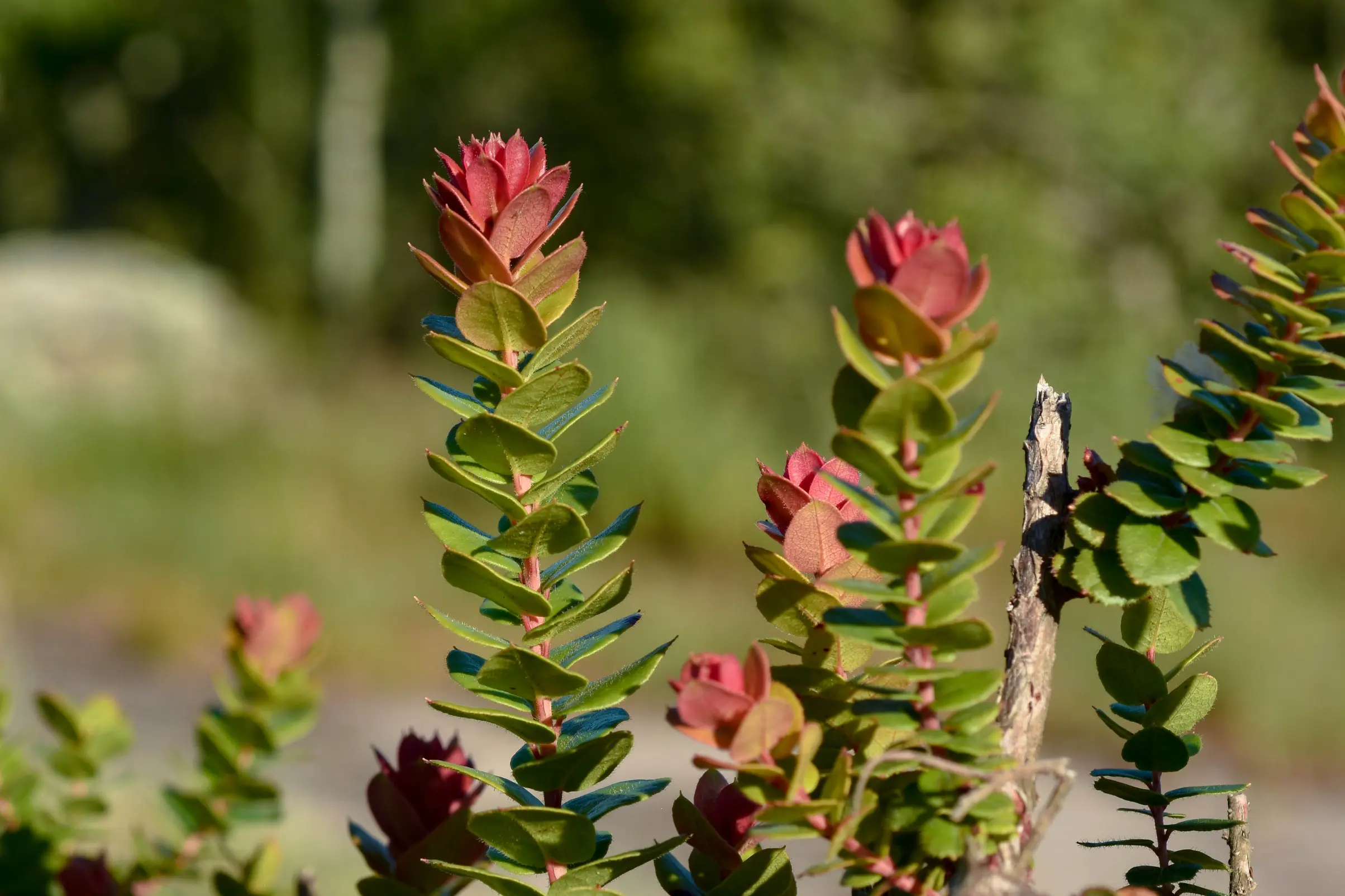 Agarista chlorantha (Cham.) G.Don