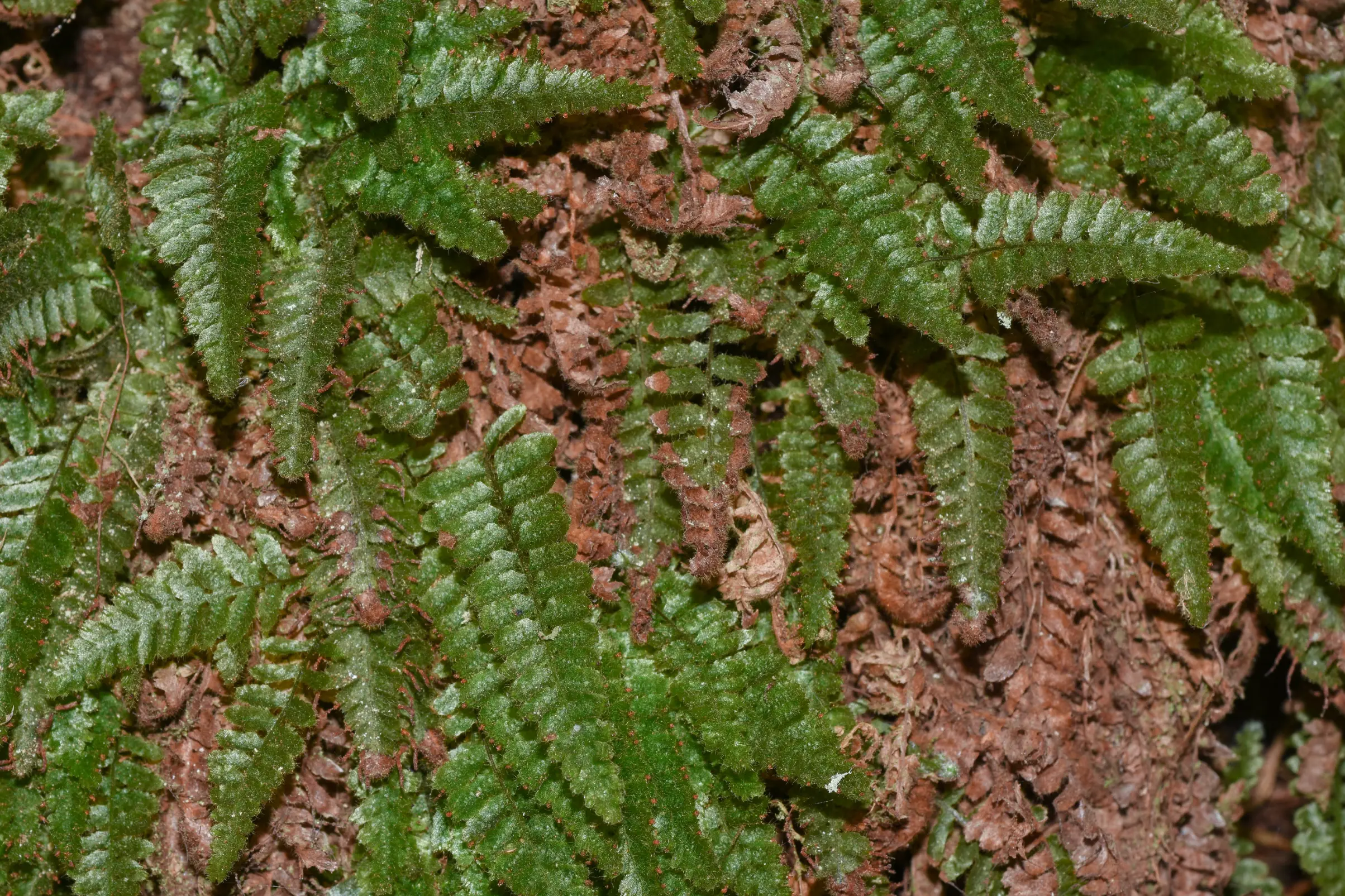 Trichomanes pilosum Raddi