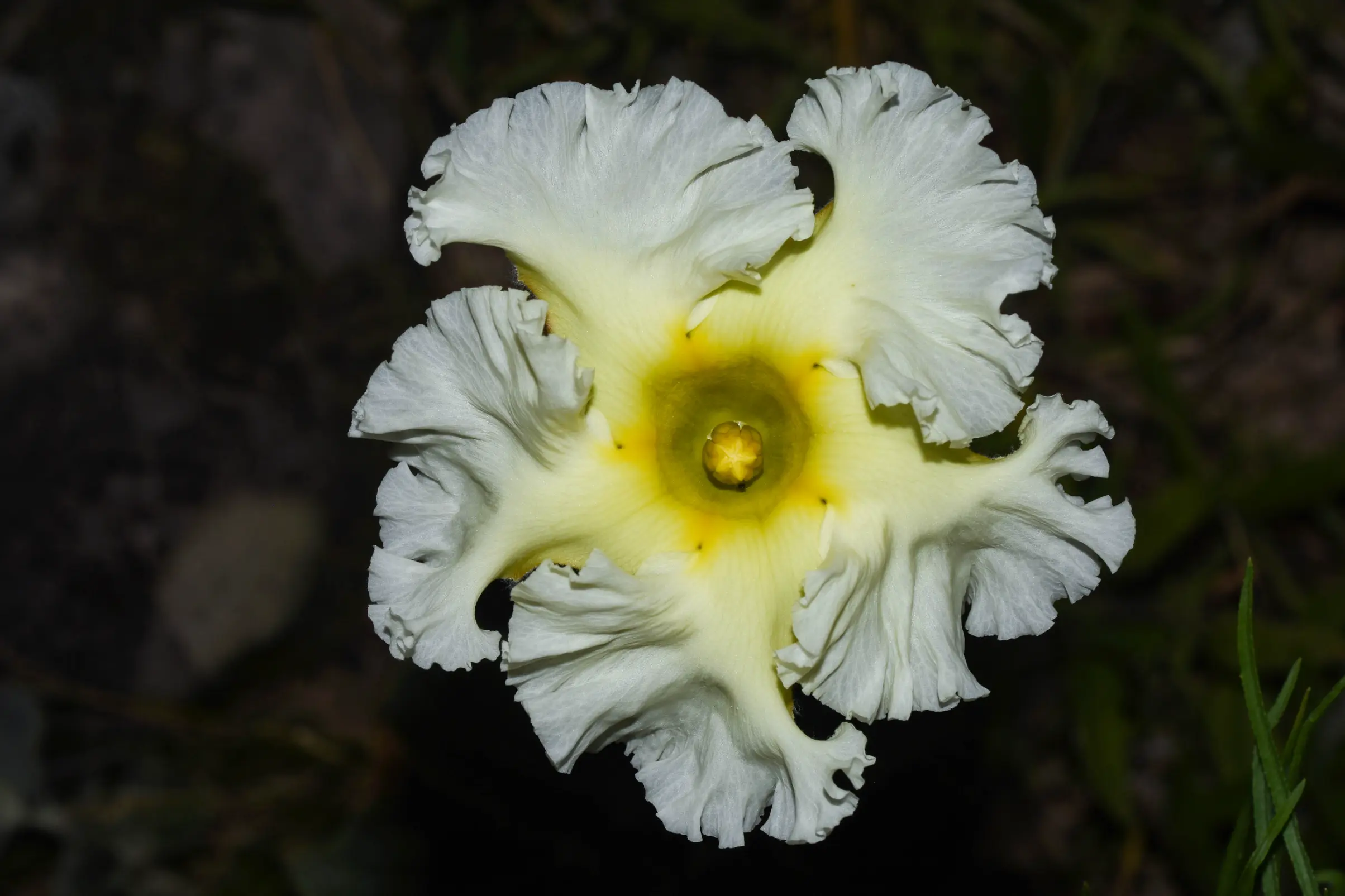 Mandevilla longiflora (Desf.) Pichon