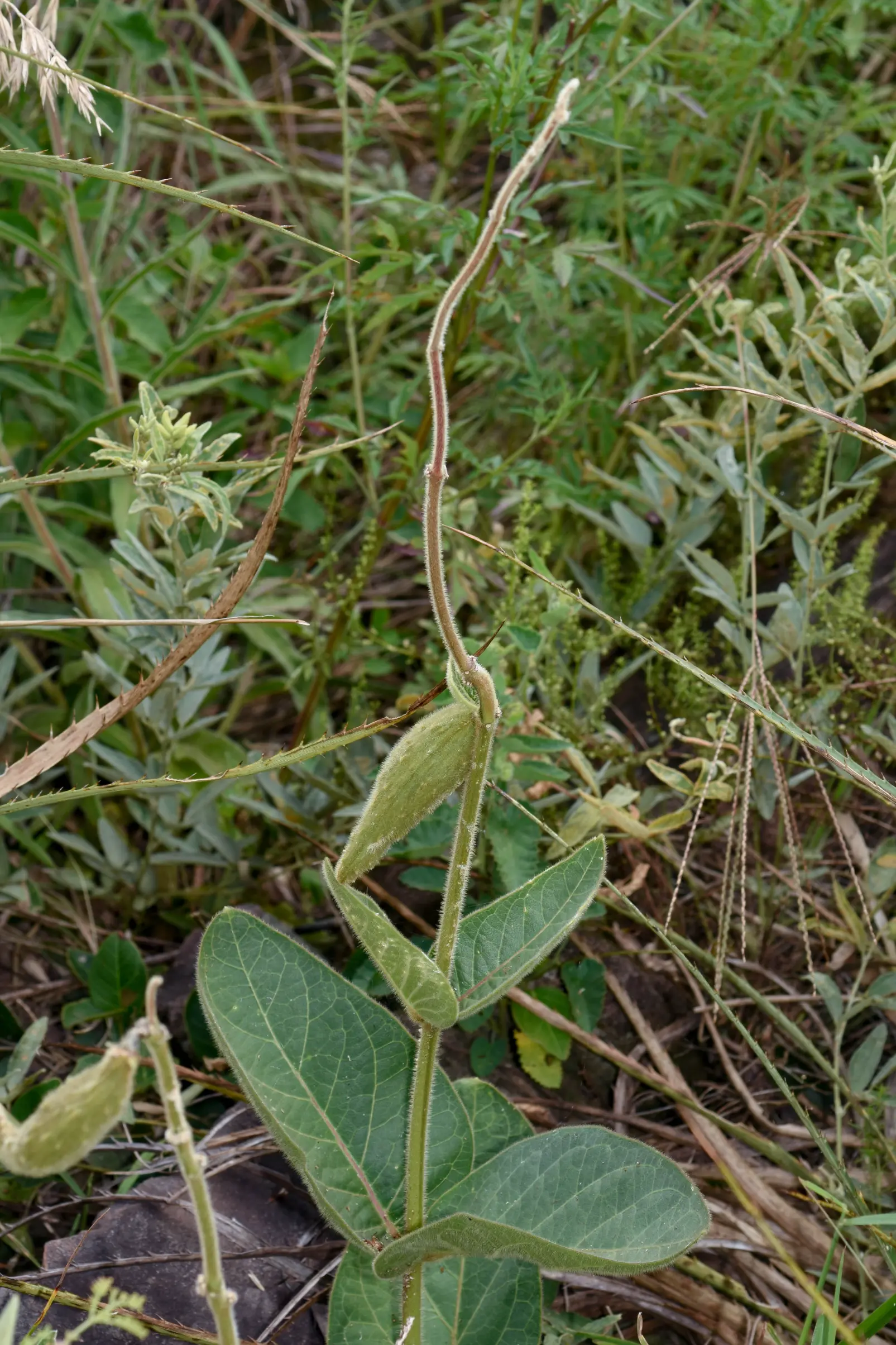 Cristobalia australis (Malme) H.A.Keller & Liede