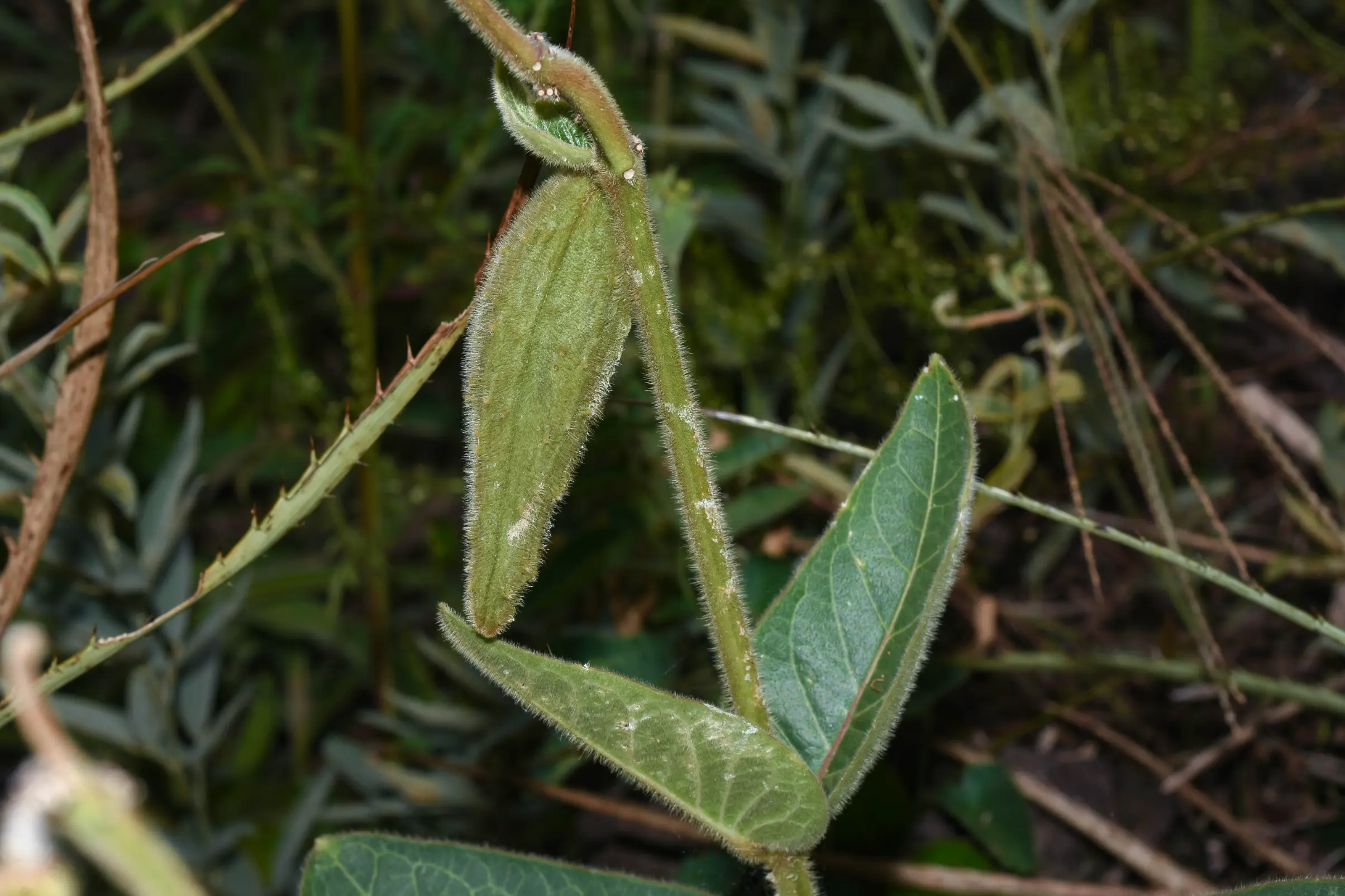 Cristobalia australis (Malme) H.A.Keller & Liede