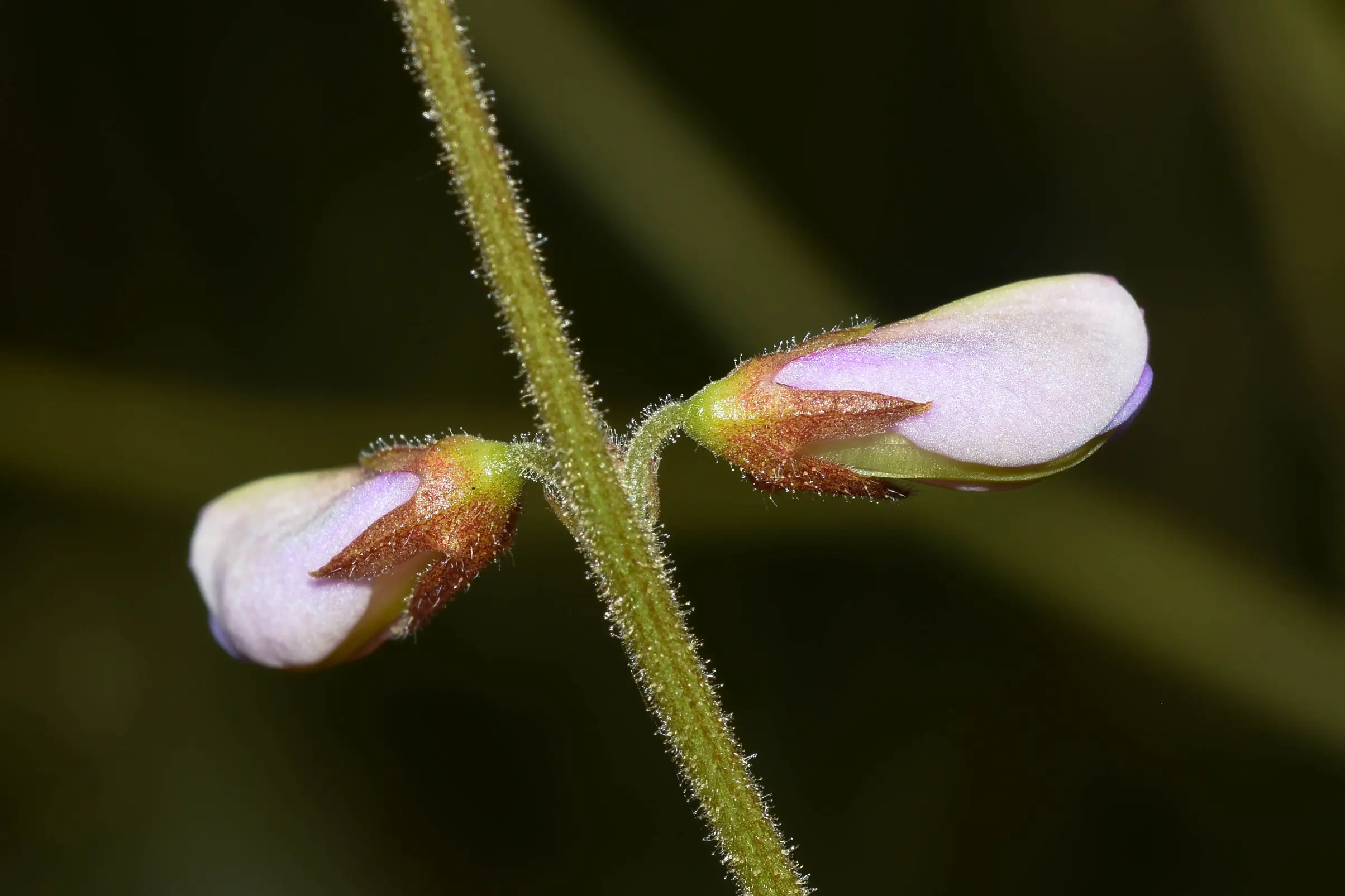 Desmodium arechavaletae Burkart