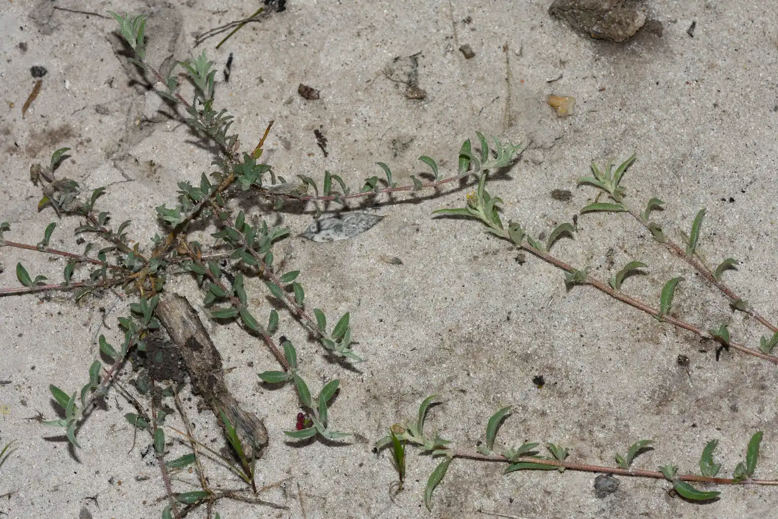 Atriplex montevidensis Spreng.