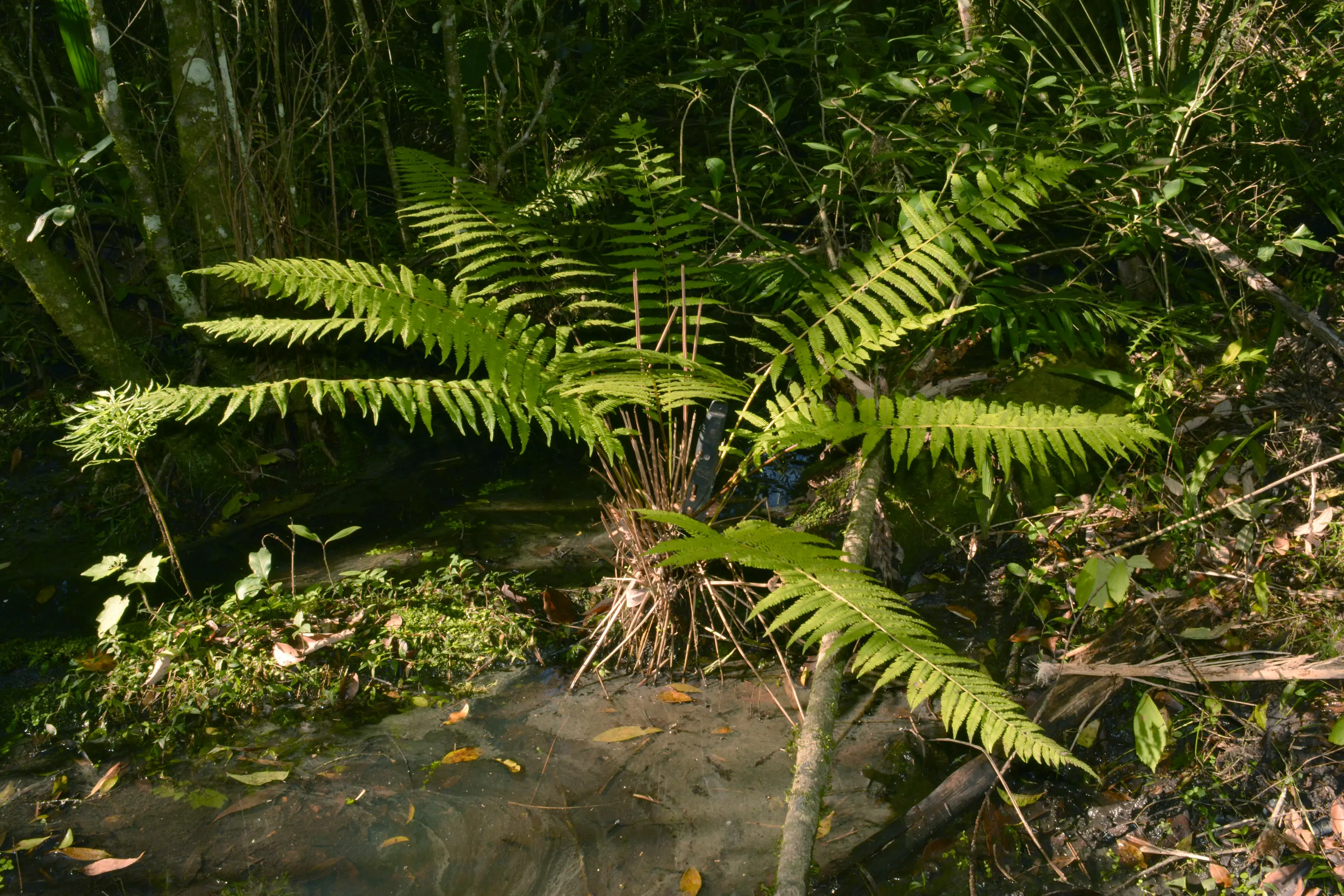 Amauropelta decurtata (Link) Salino & T.E.Almeida