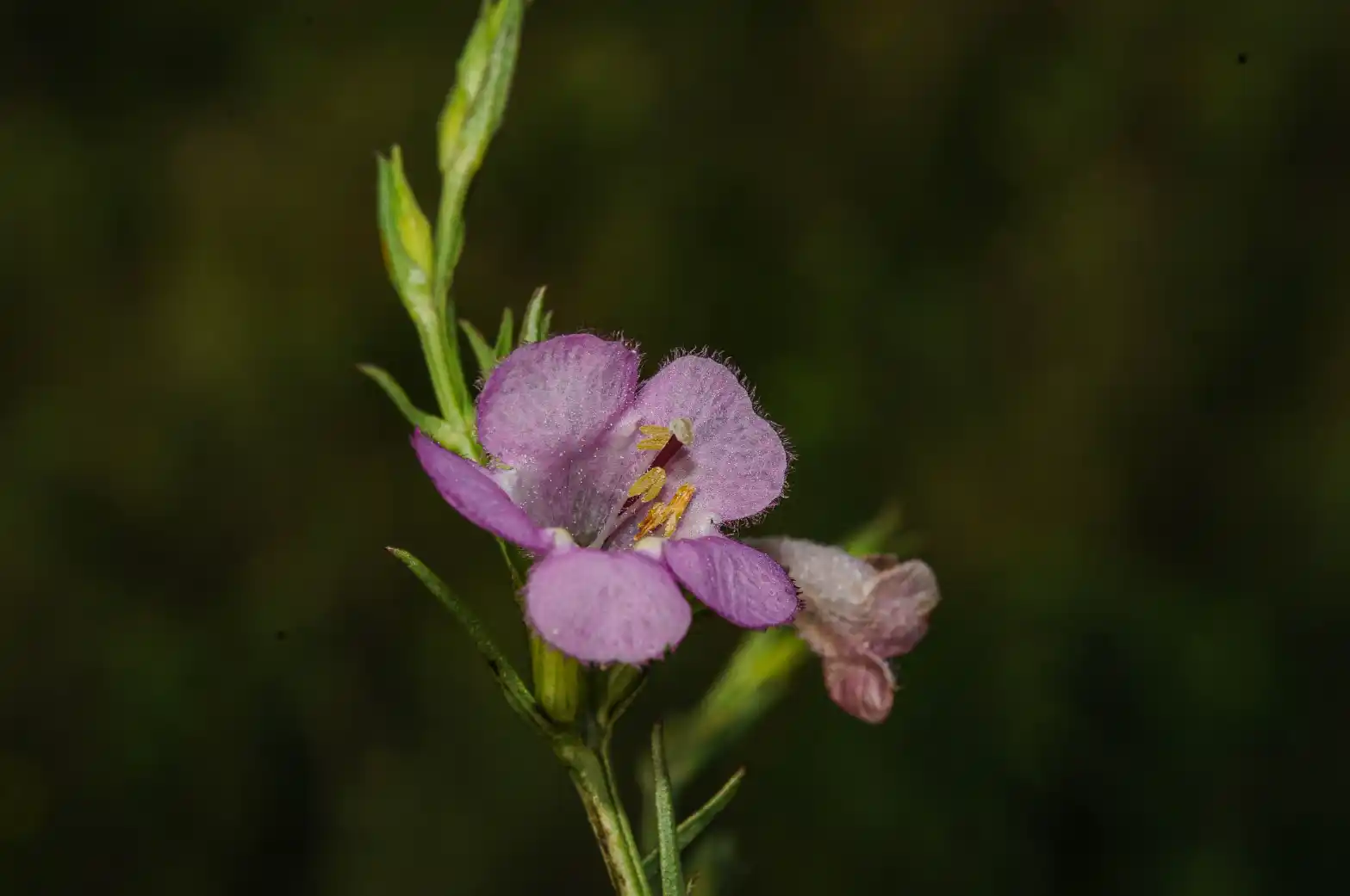 Agalinis communis (Cham. & Schltdl.) D'Arcy