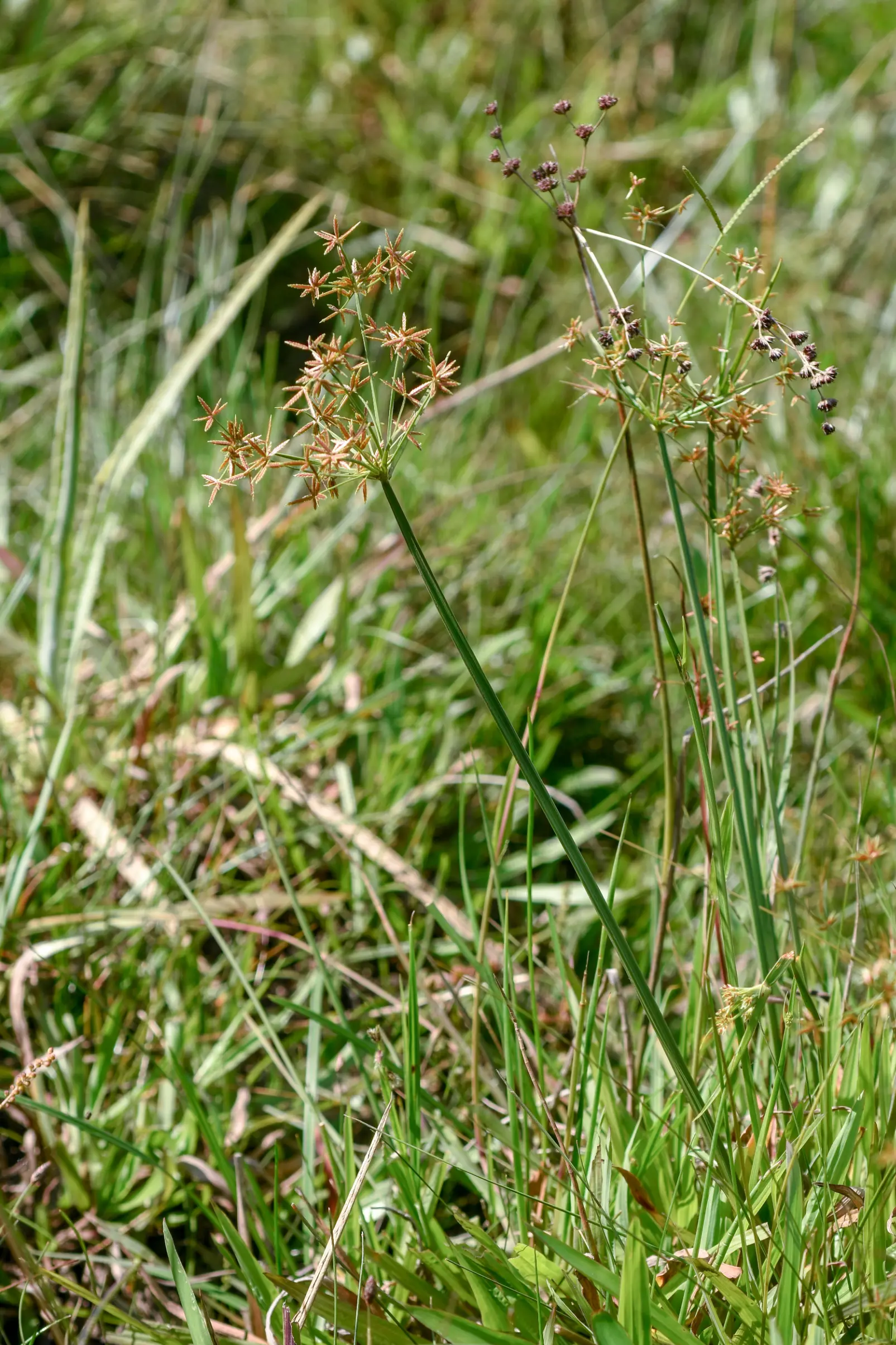 Cyperus haspan L.