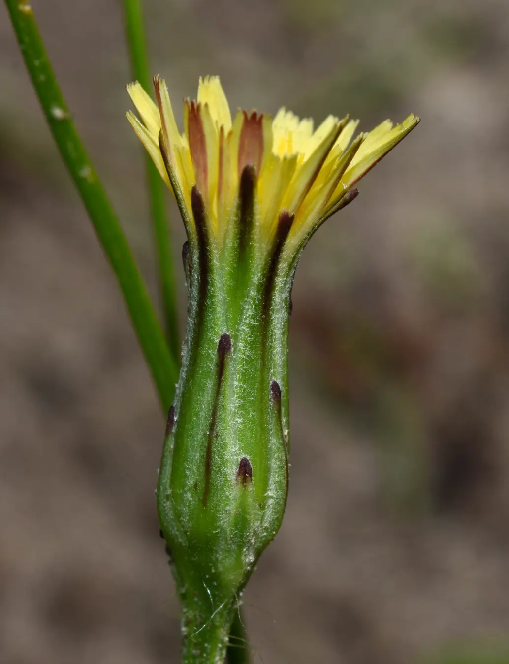 Hypochaeris tropicalis Cabrera