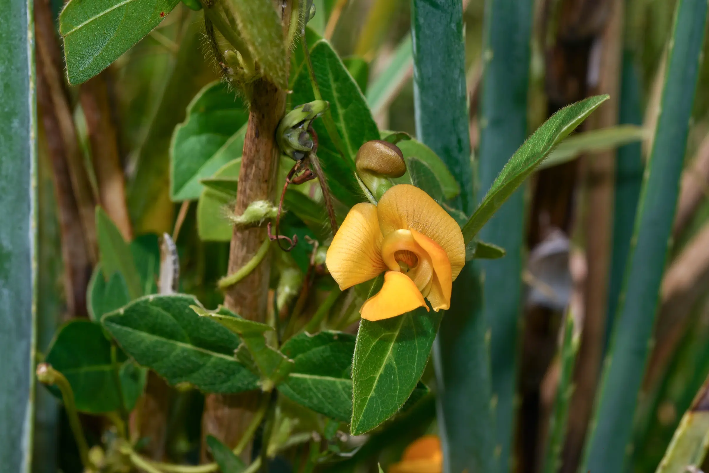 Vigna longifolia (Benth.) Verdc.