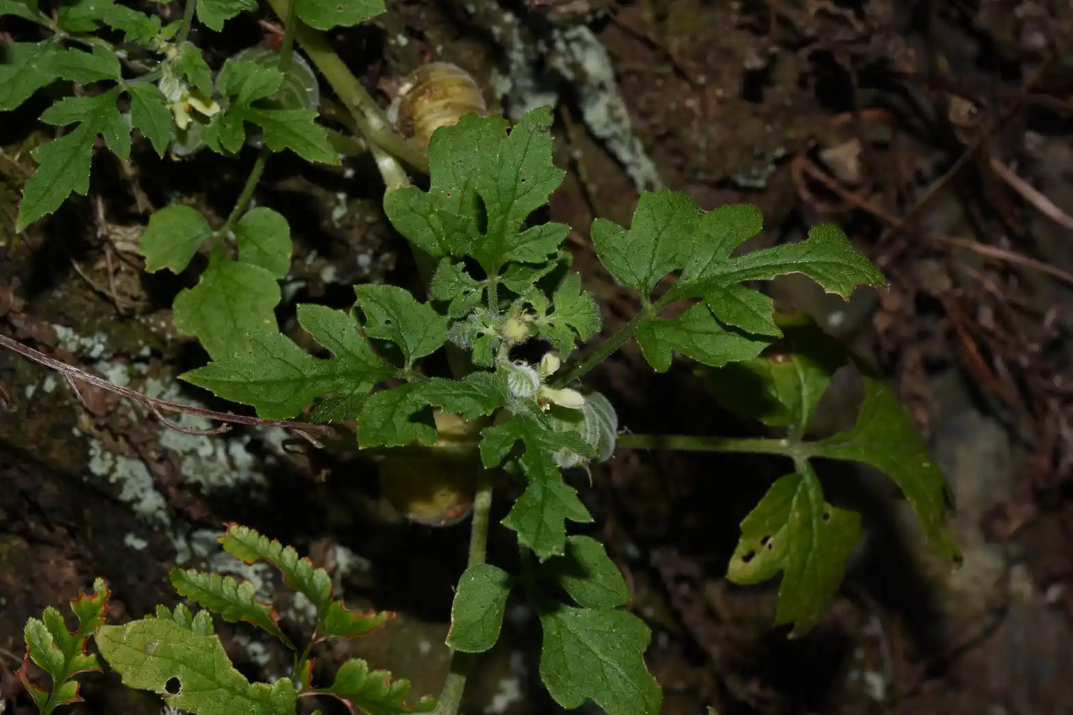 Blumenbachia latifolia Cambess.
