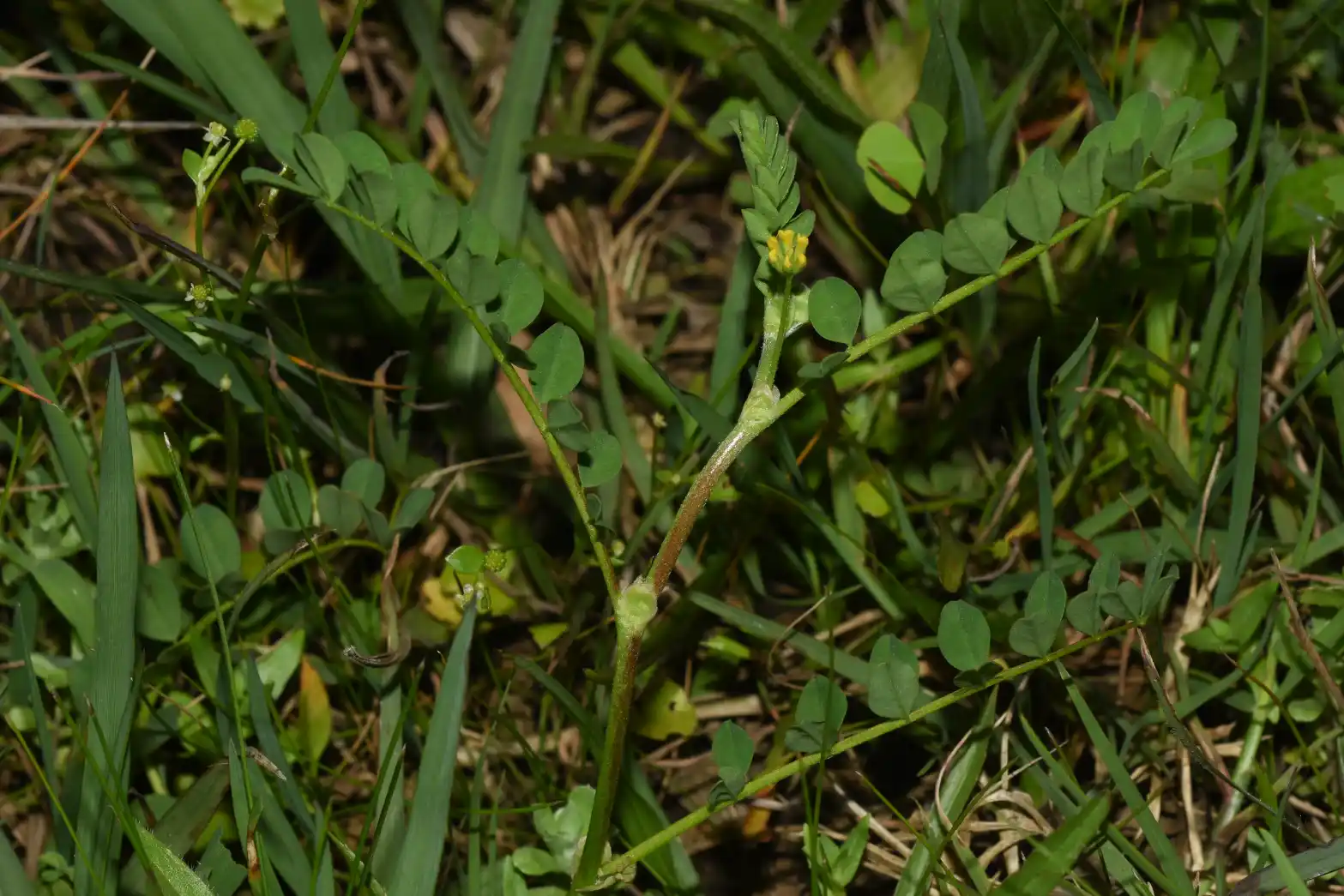Ornithopus micranthus (Benth.) Arechav.
