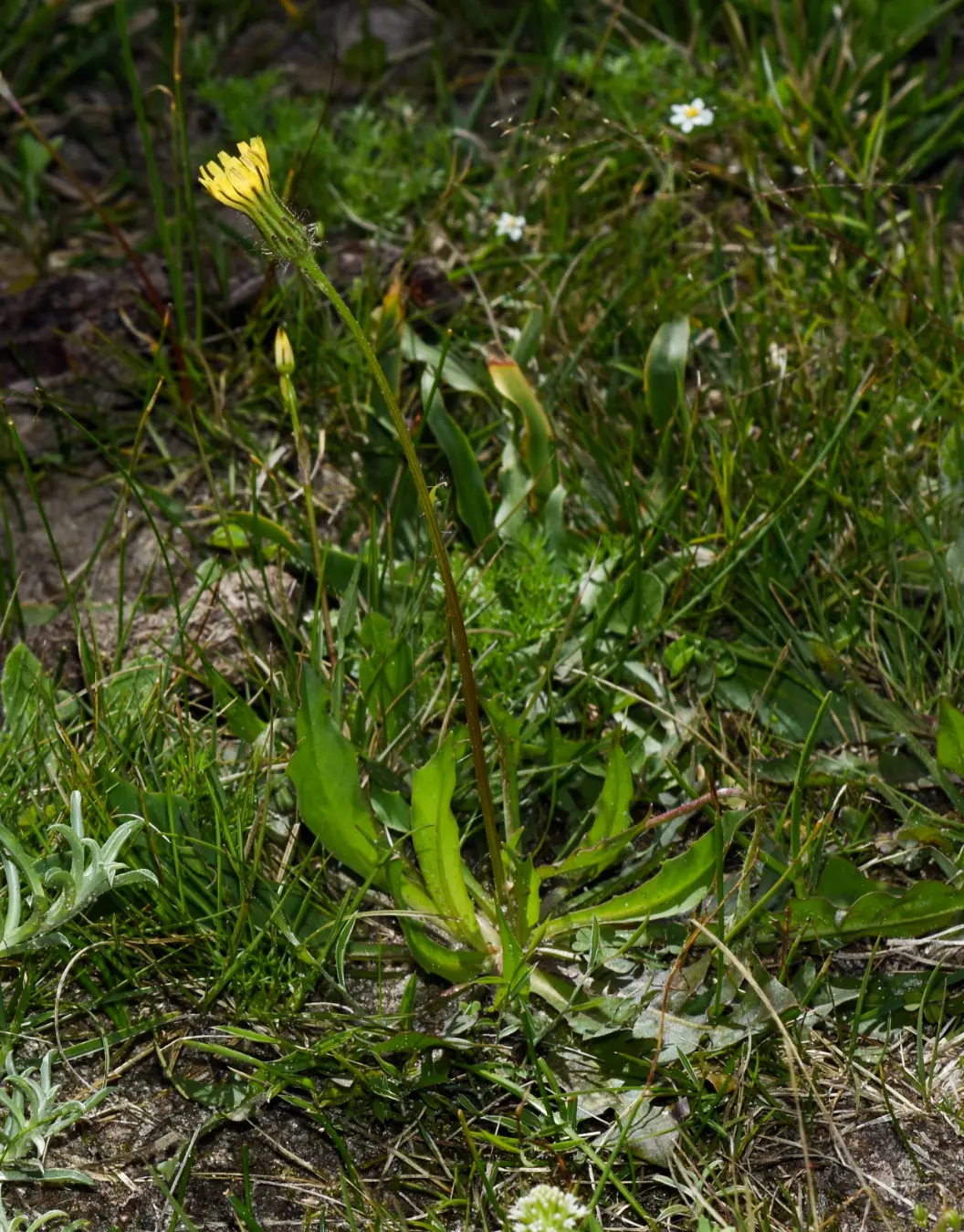 Hypochaeris petiolaris (Hook. & Arn.) Griseb.